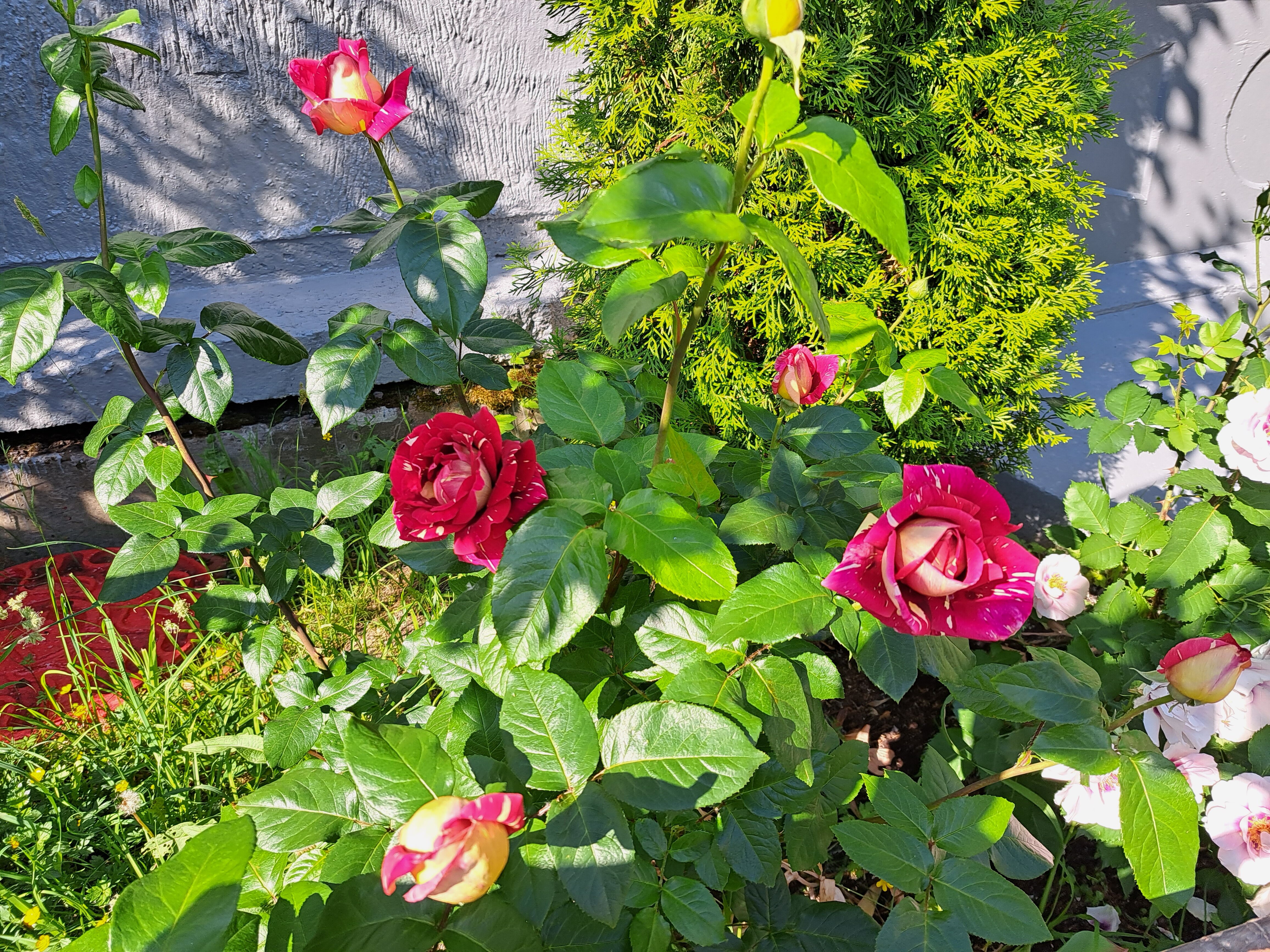 Фото Олимпия