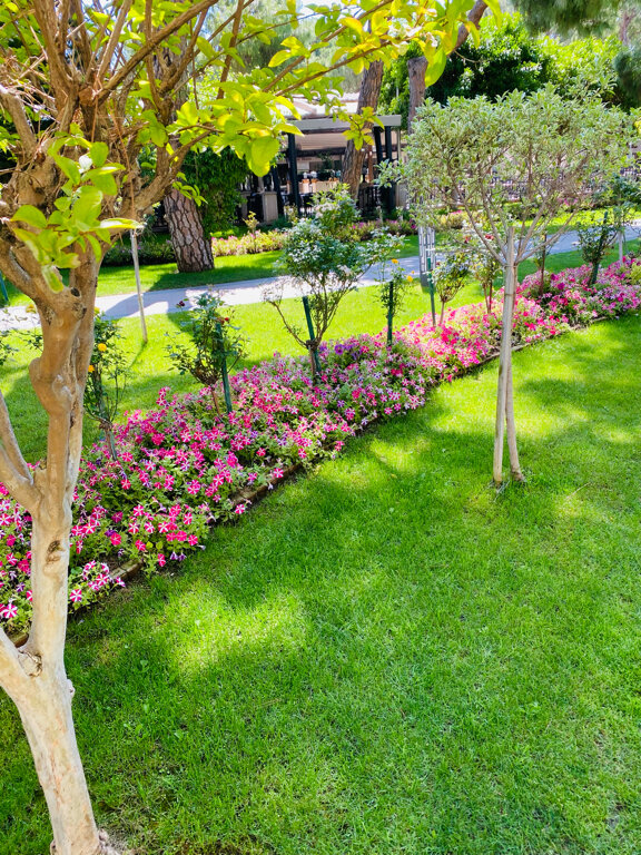 Фото Papillon Ayscha