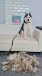 Счастливый Хвостик (Korenovskaya ulitsa, 61), salón de mascota, peluquería de animales
