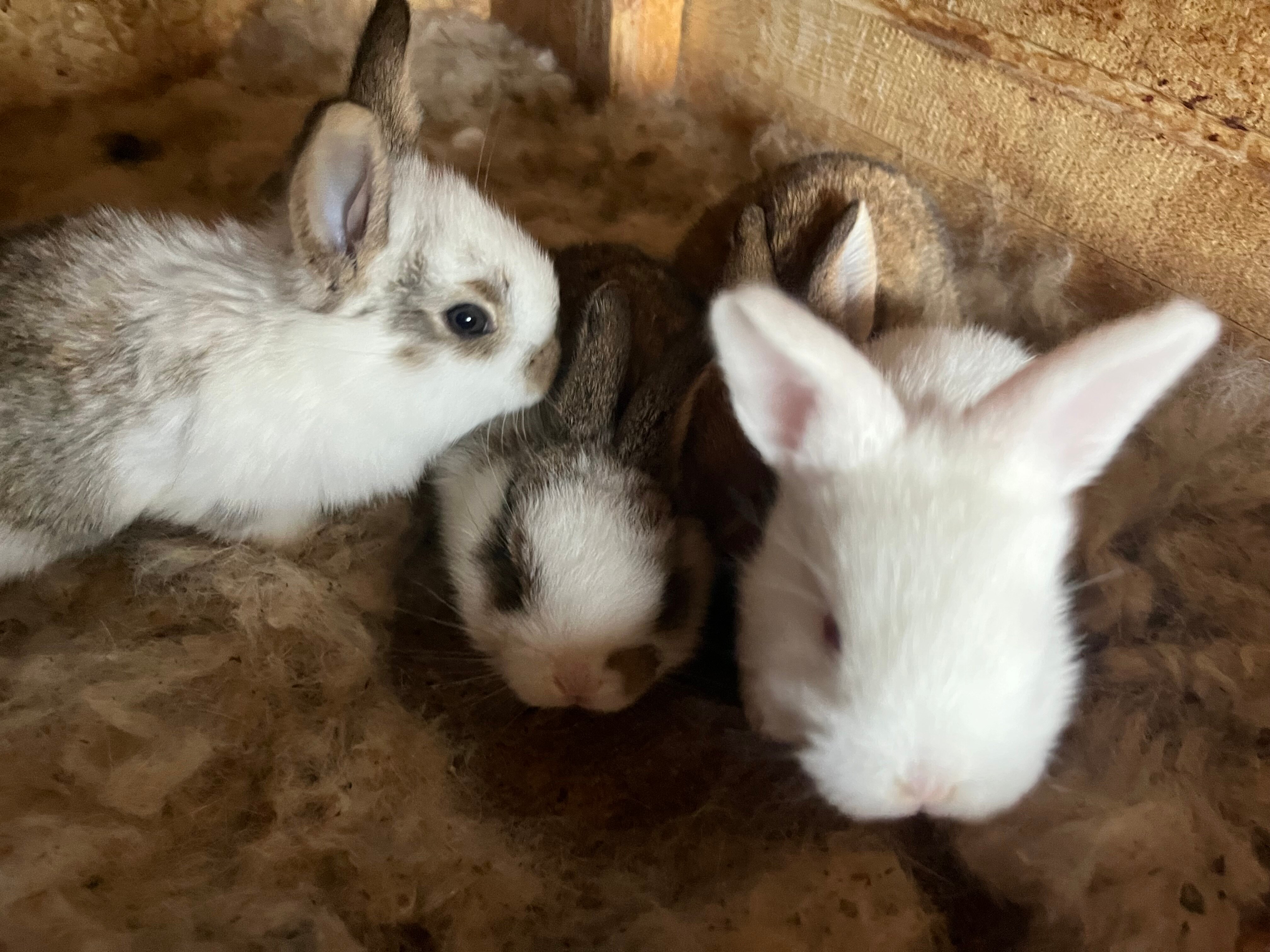 Фото Eco Village Park