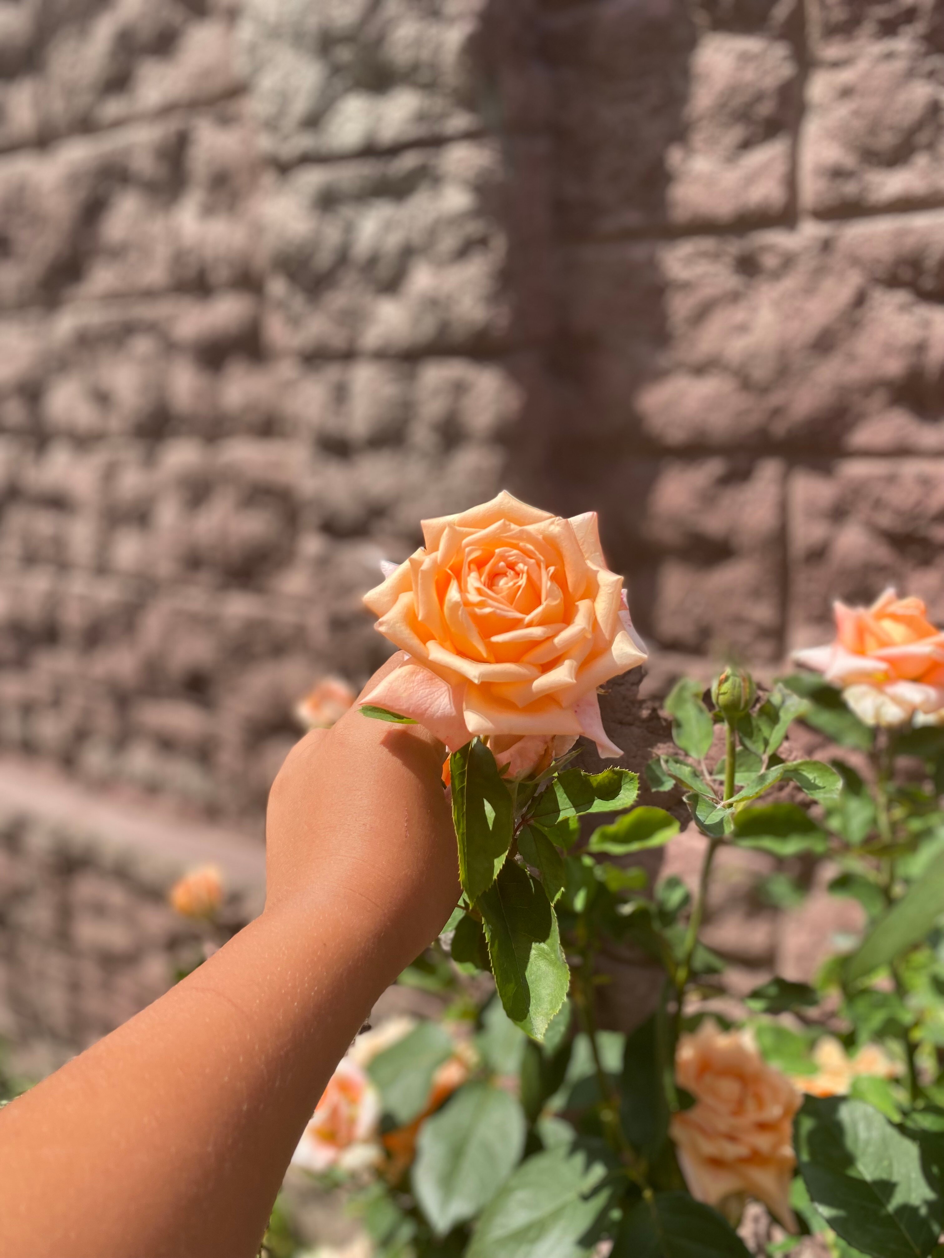 Фото Айвенго