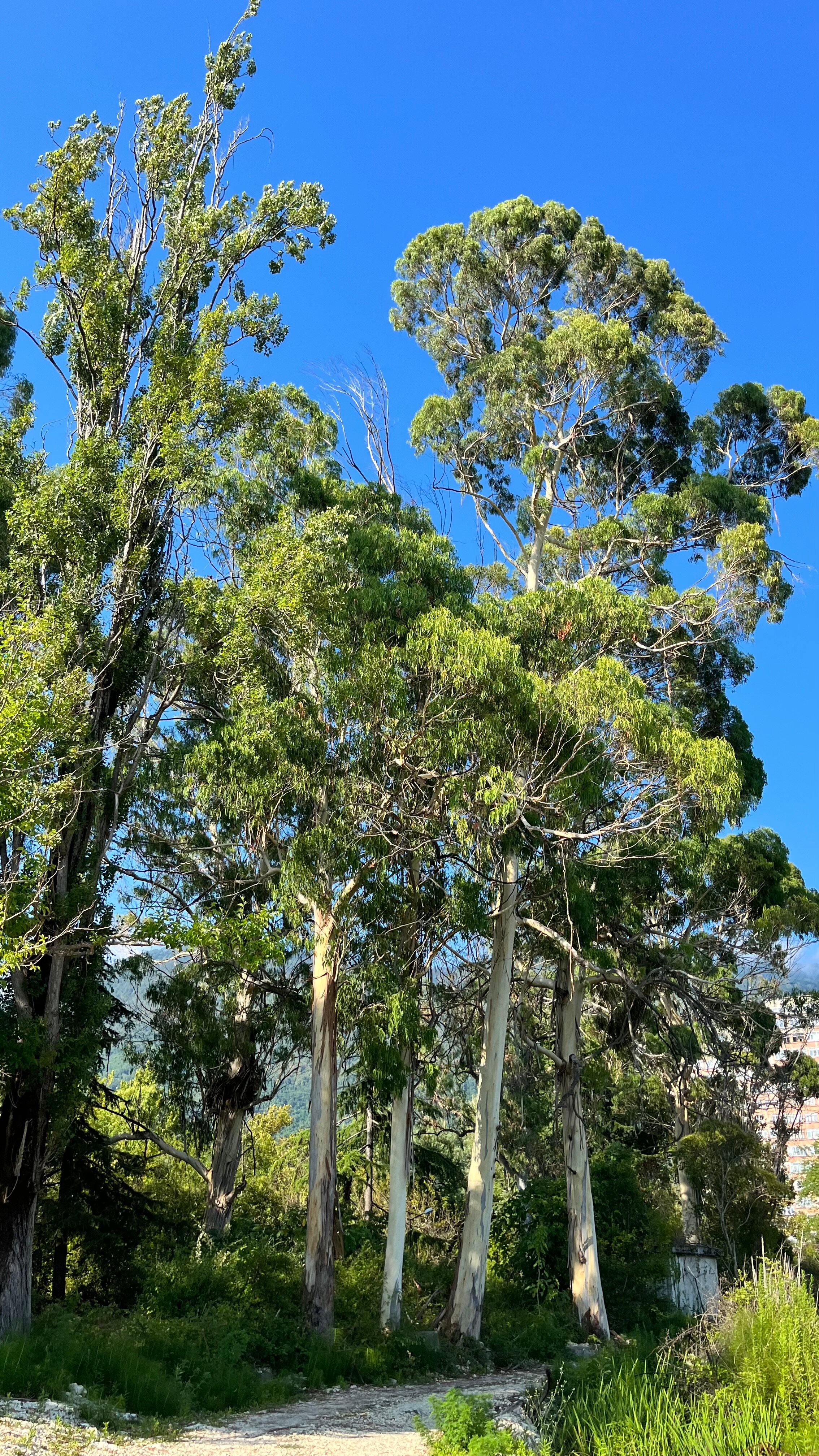 Фото Лазурный