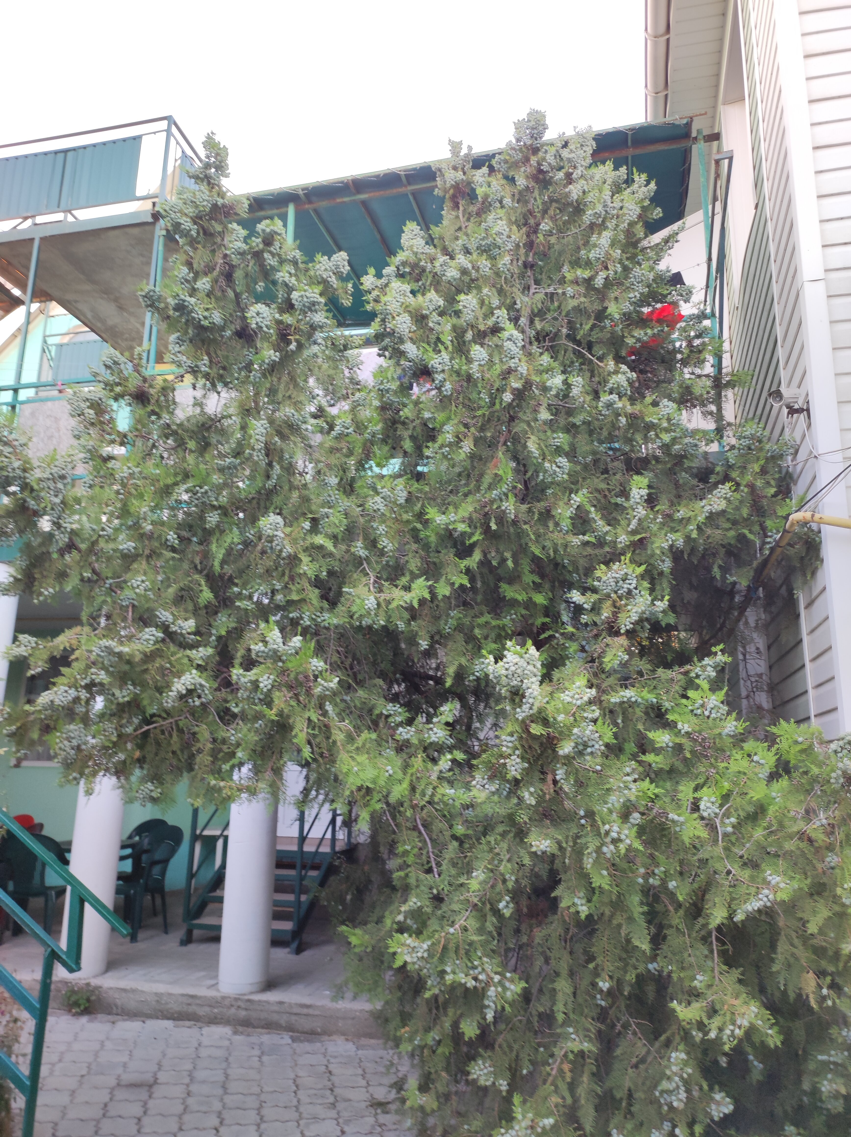 Фото Приморский 1