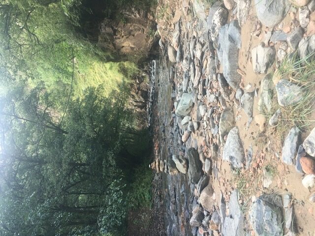 Фото Альпака