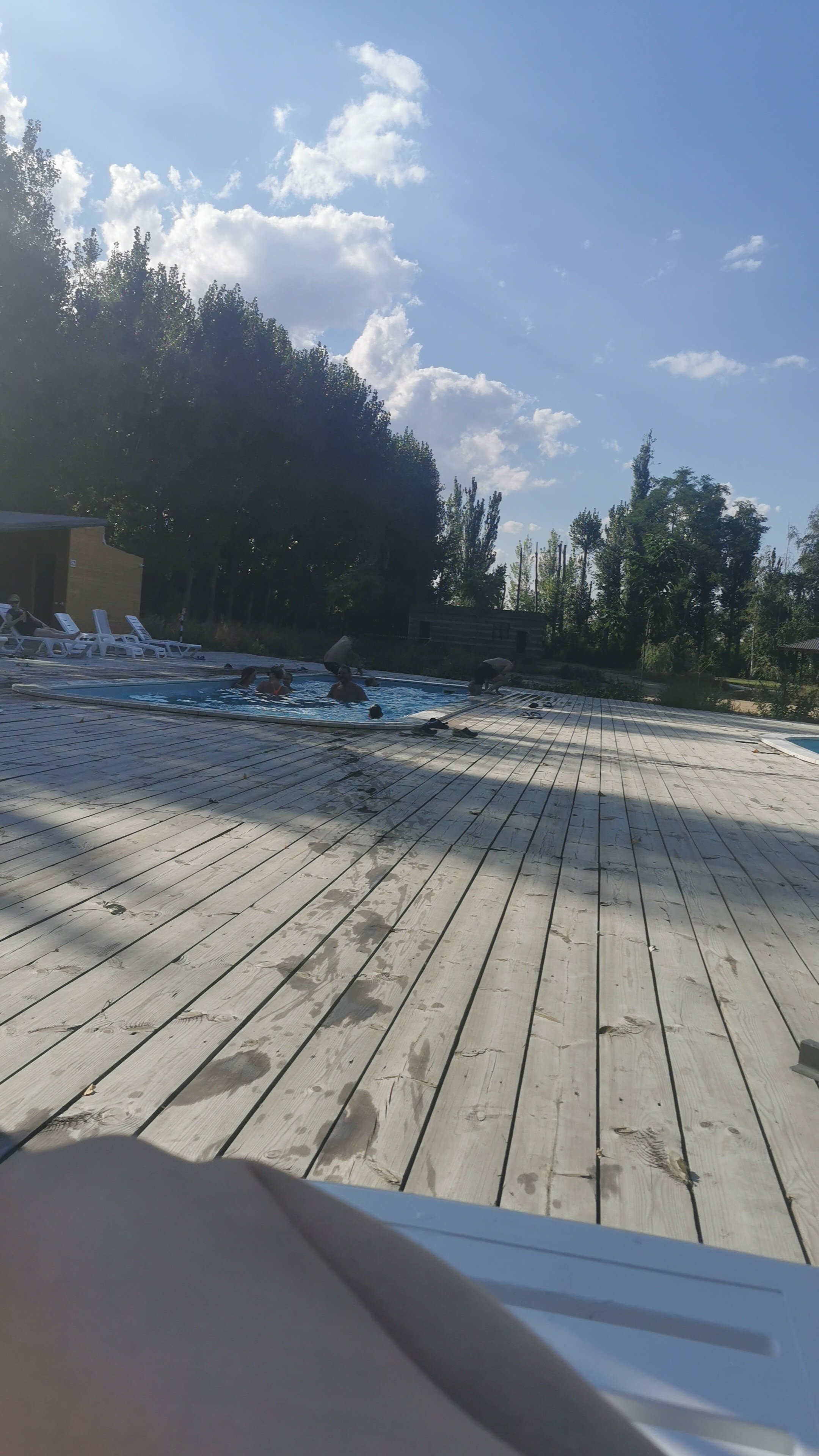 Фото Тополя