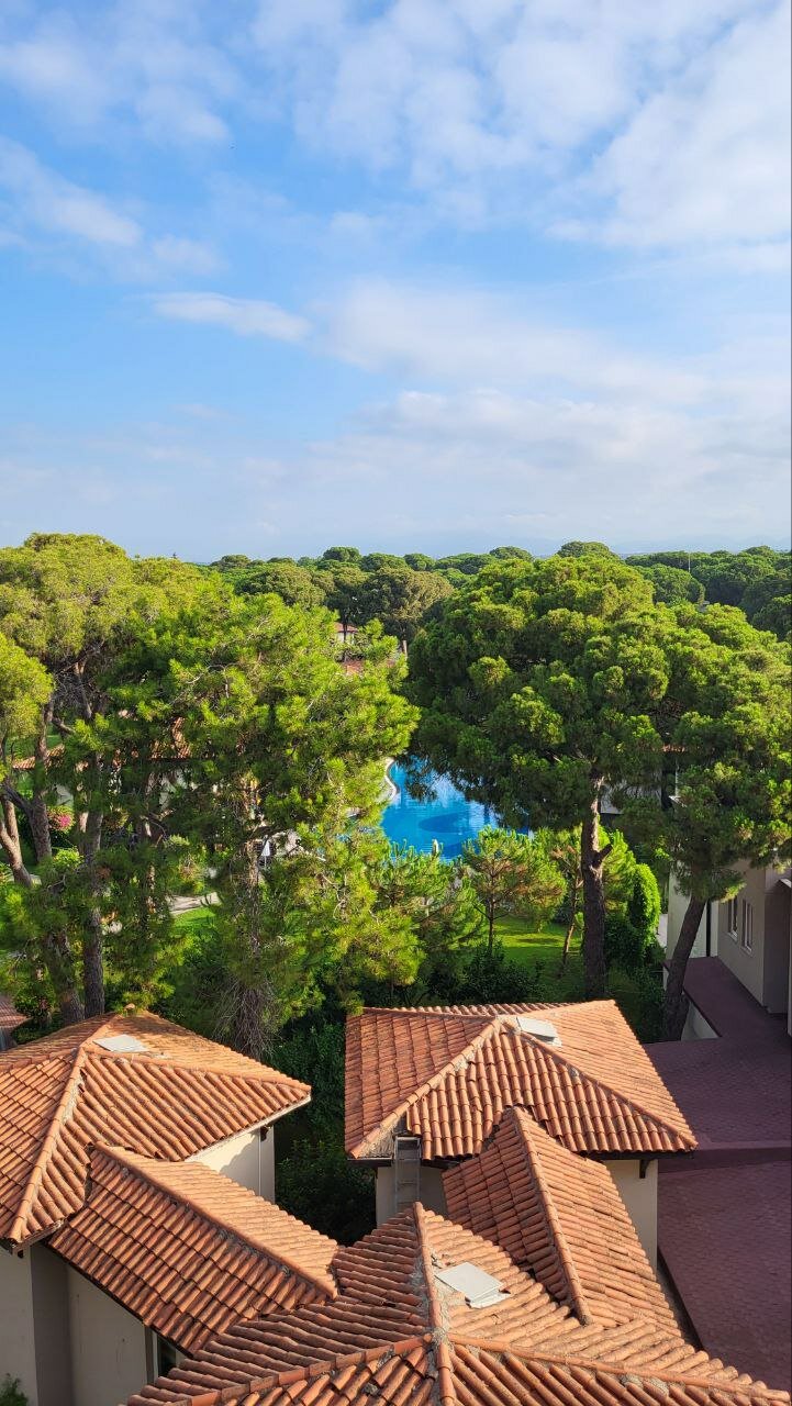 Фото Papillon Ayscha