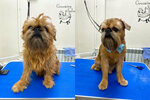 Charlie (ulitsa 19-go Partsyezda, 11), pet salon