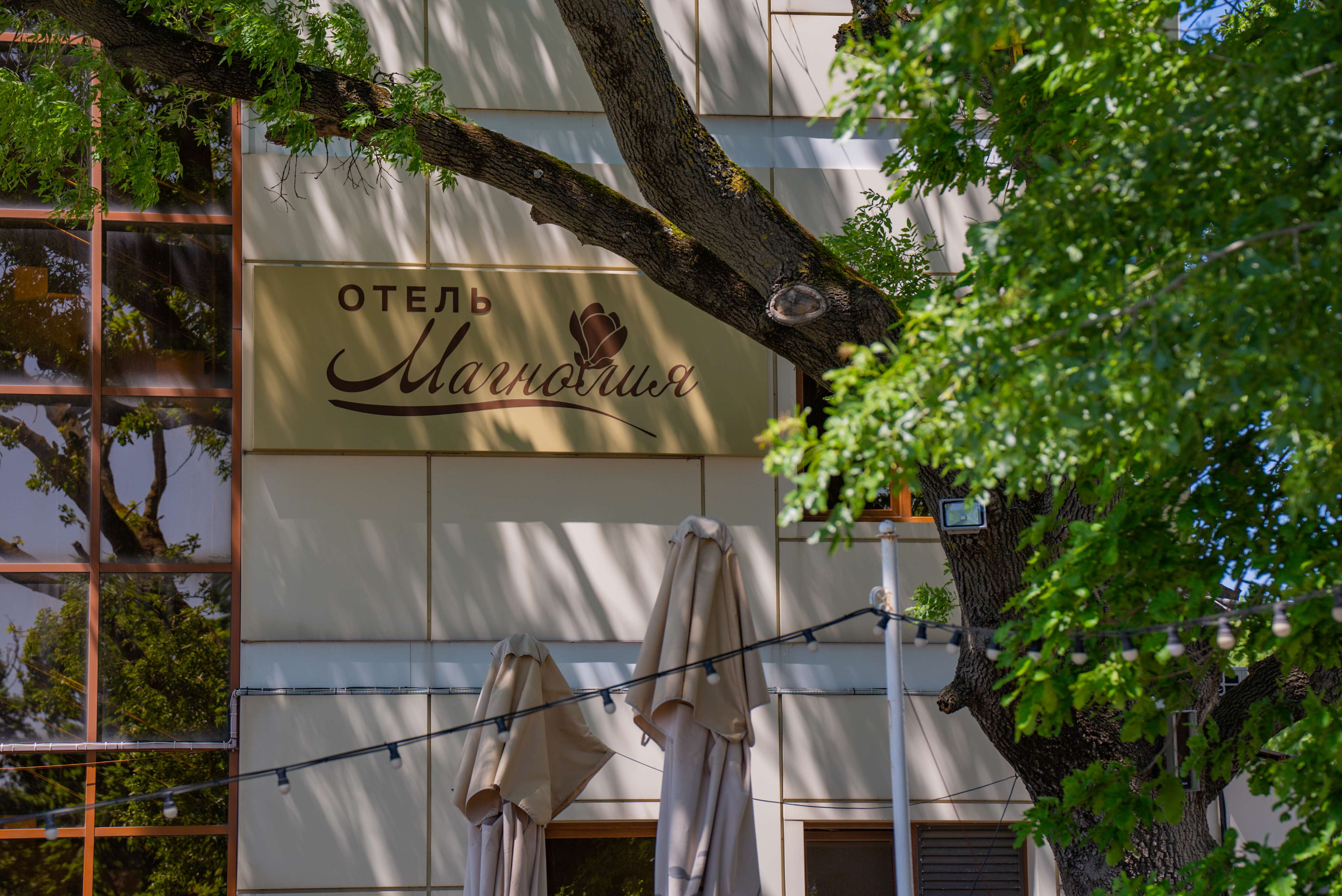 Фото Магнолия