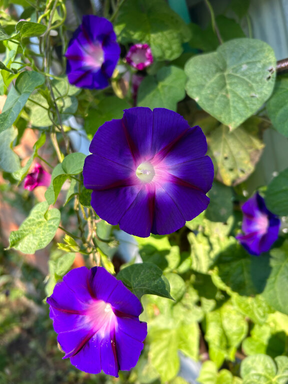 Фото Дача у моря