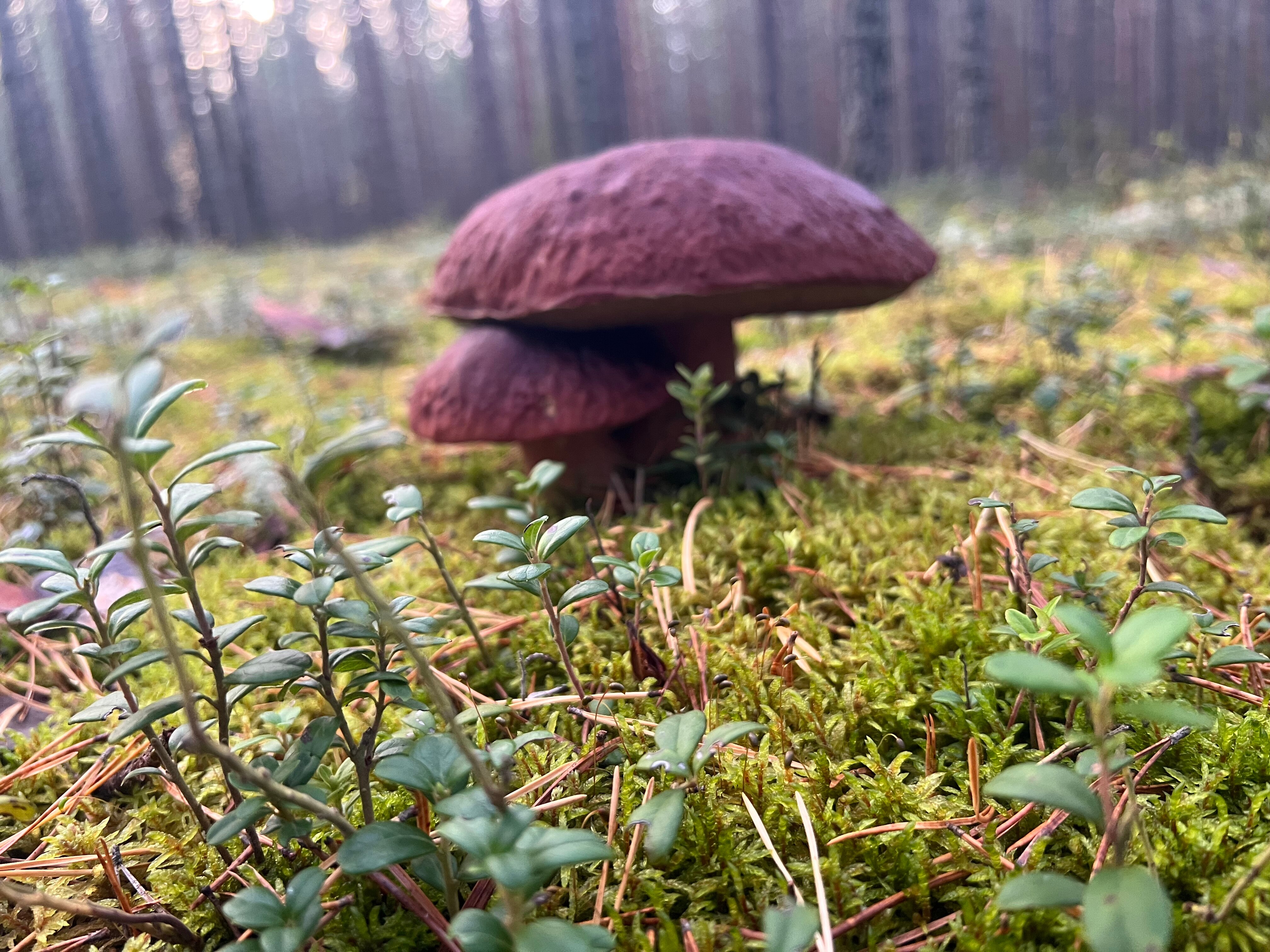 Фото Карельские зори