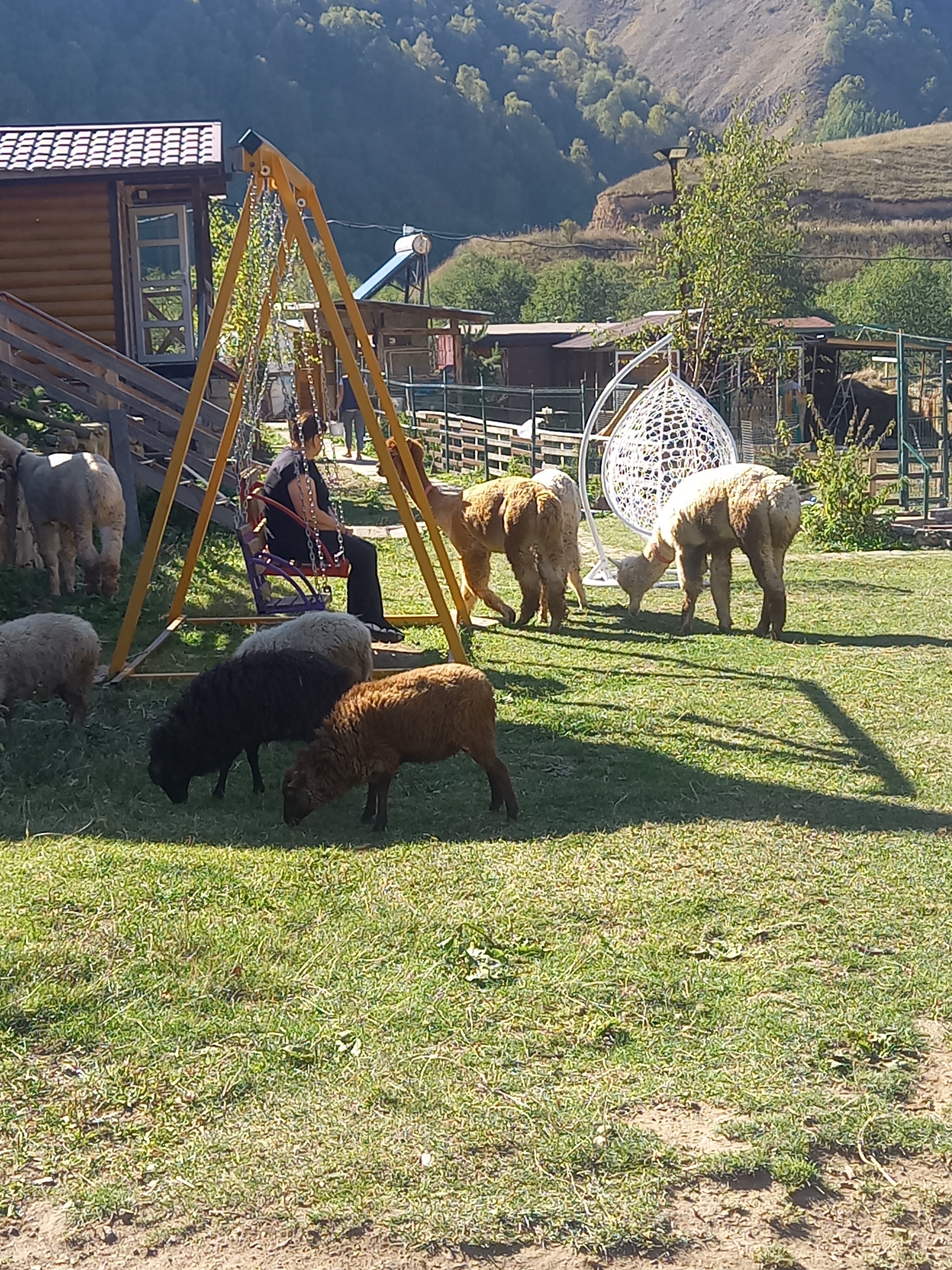 Фото Альпака