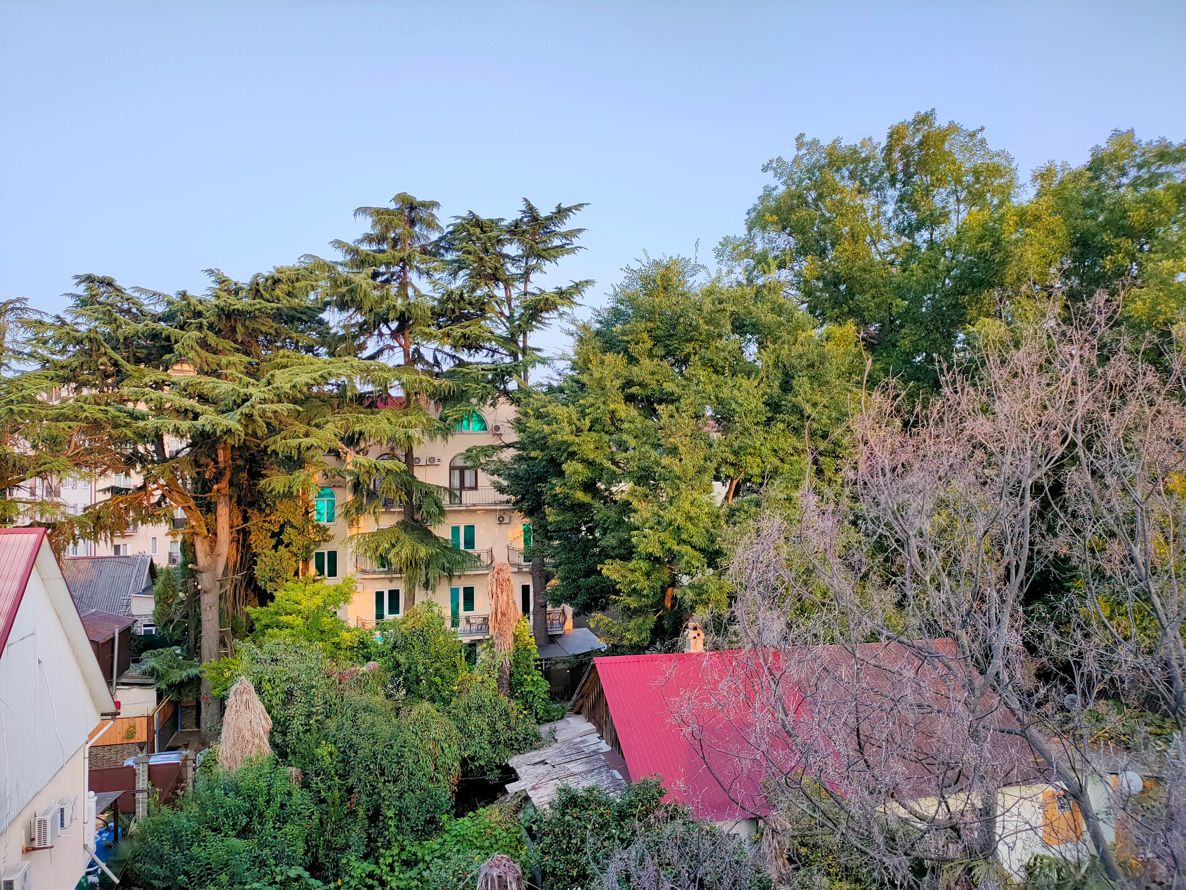 Фото Гиацинт