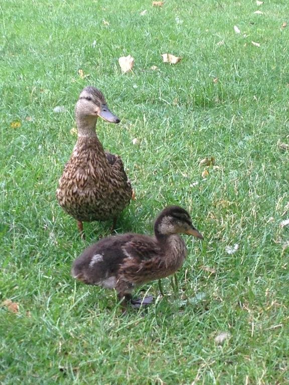 Фото City Hotel Frankfurt/M - Bad Vilbel