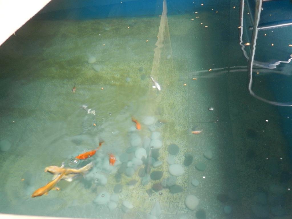 Фото 105352121451