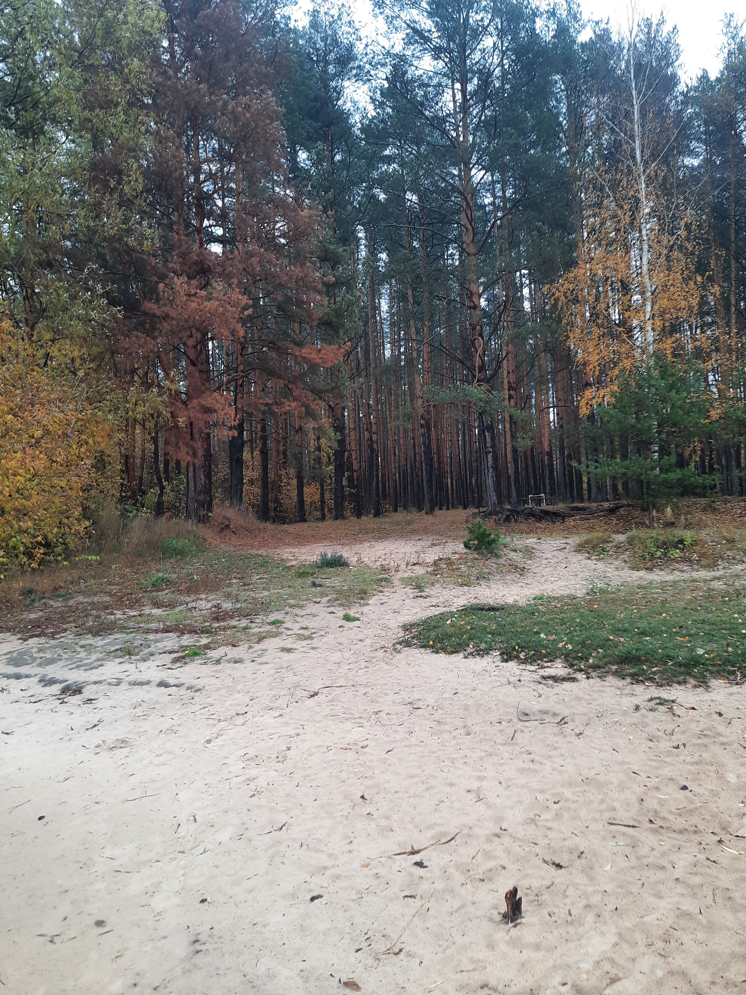 Фото Динамо