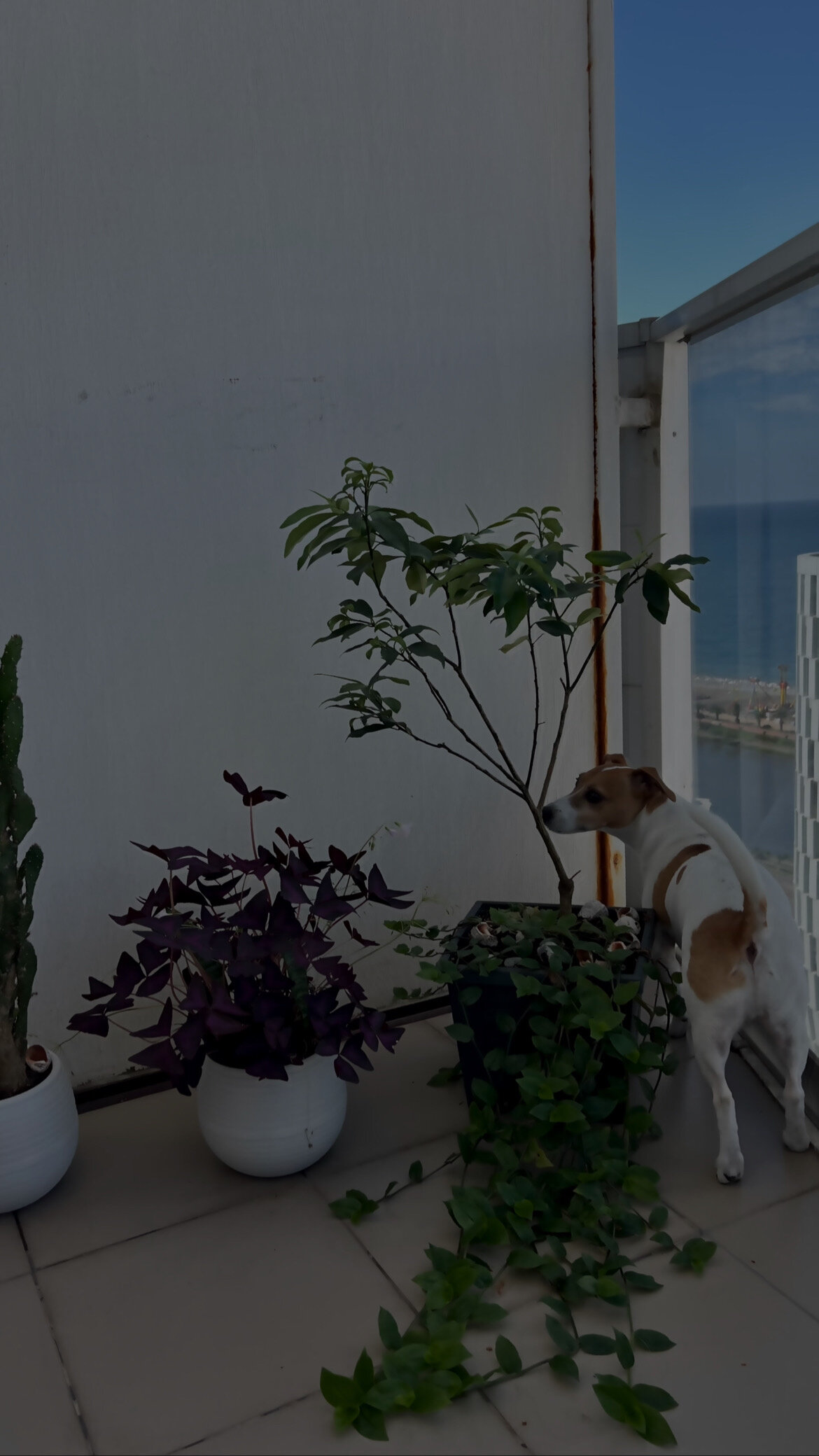 Фото Courtyard by Marriott Batumi