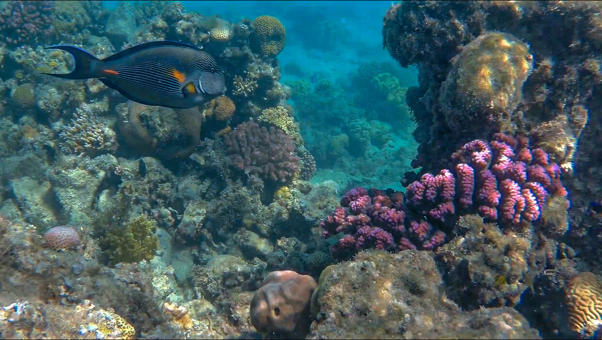 Фото King Tut Aqua Park Beach Resort