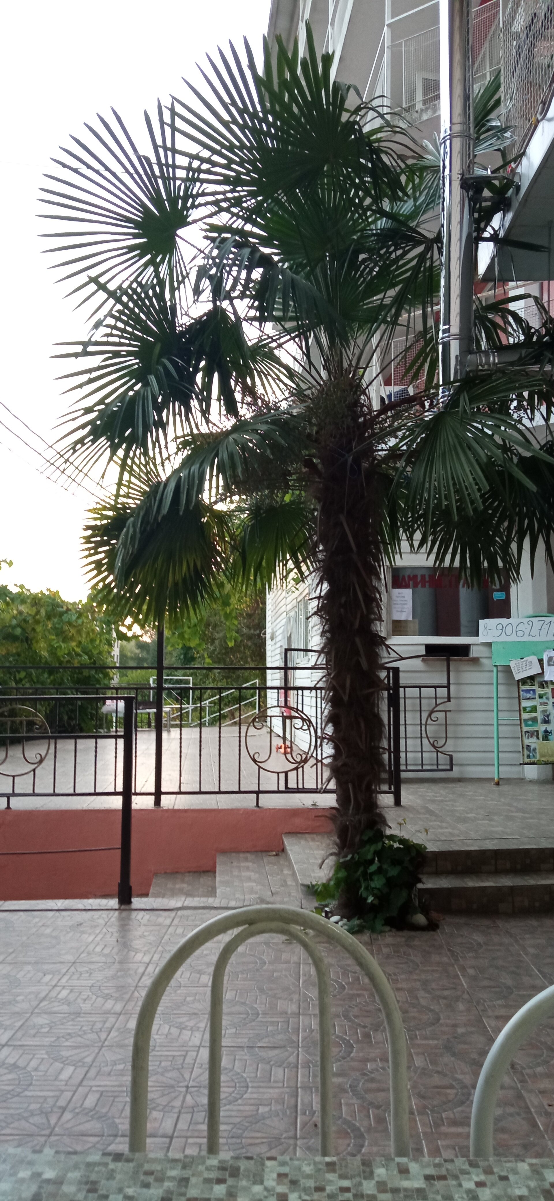 Фото Пальма