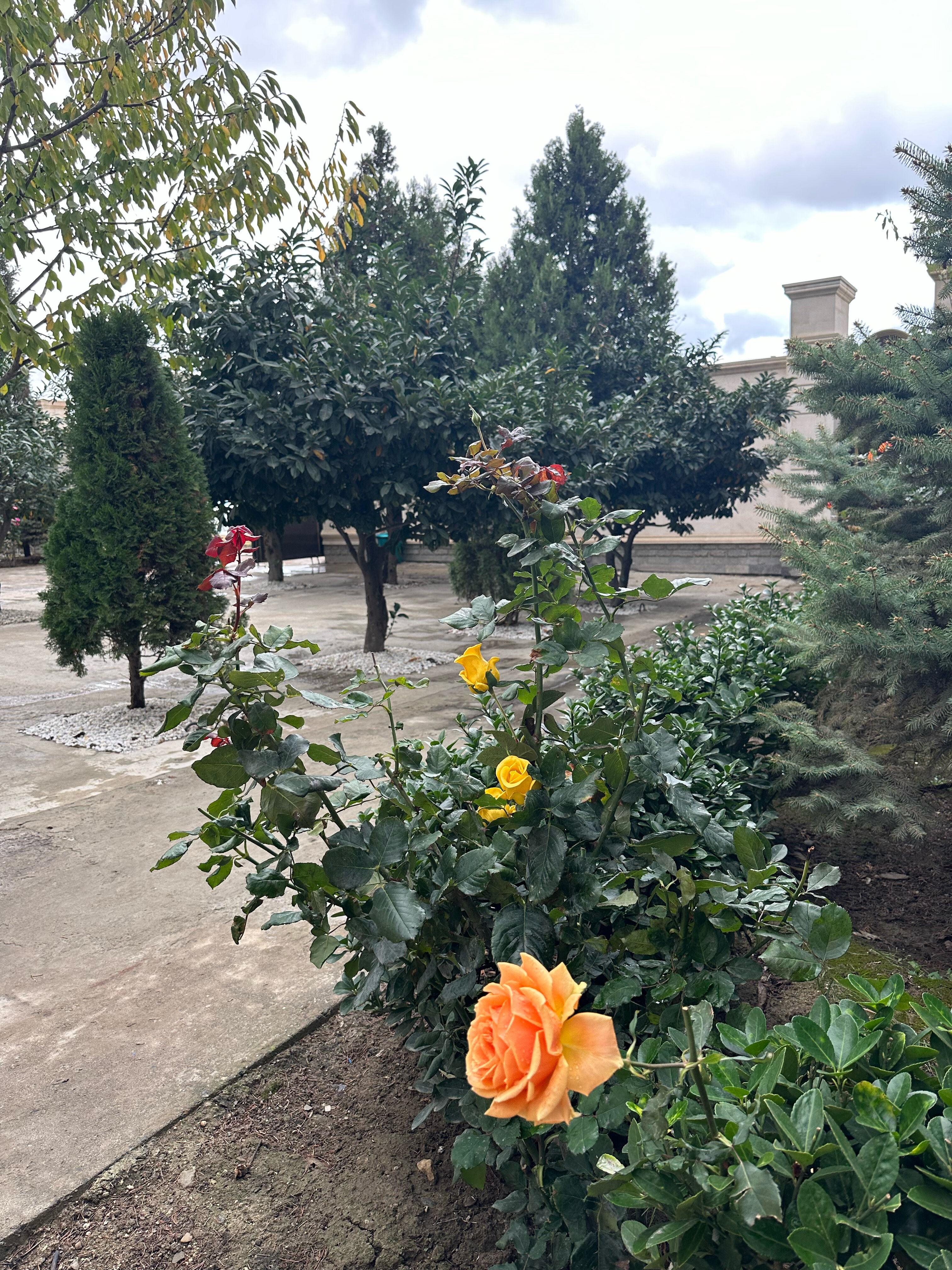 Фото Жемчужина