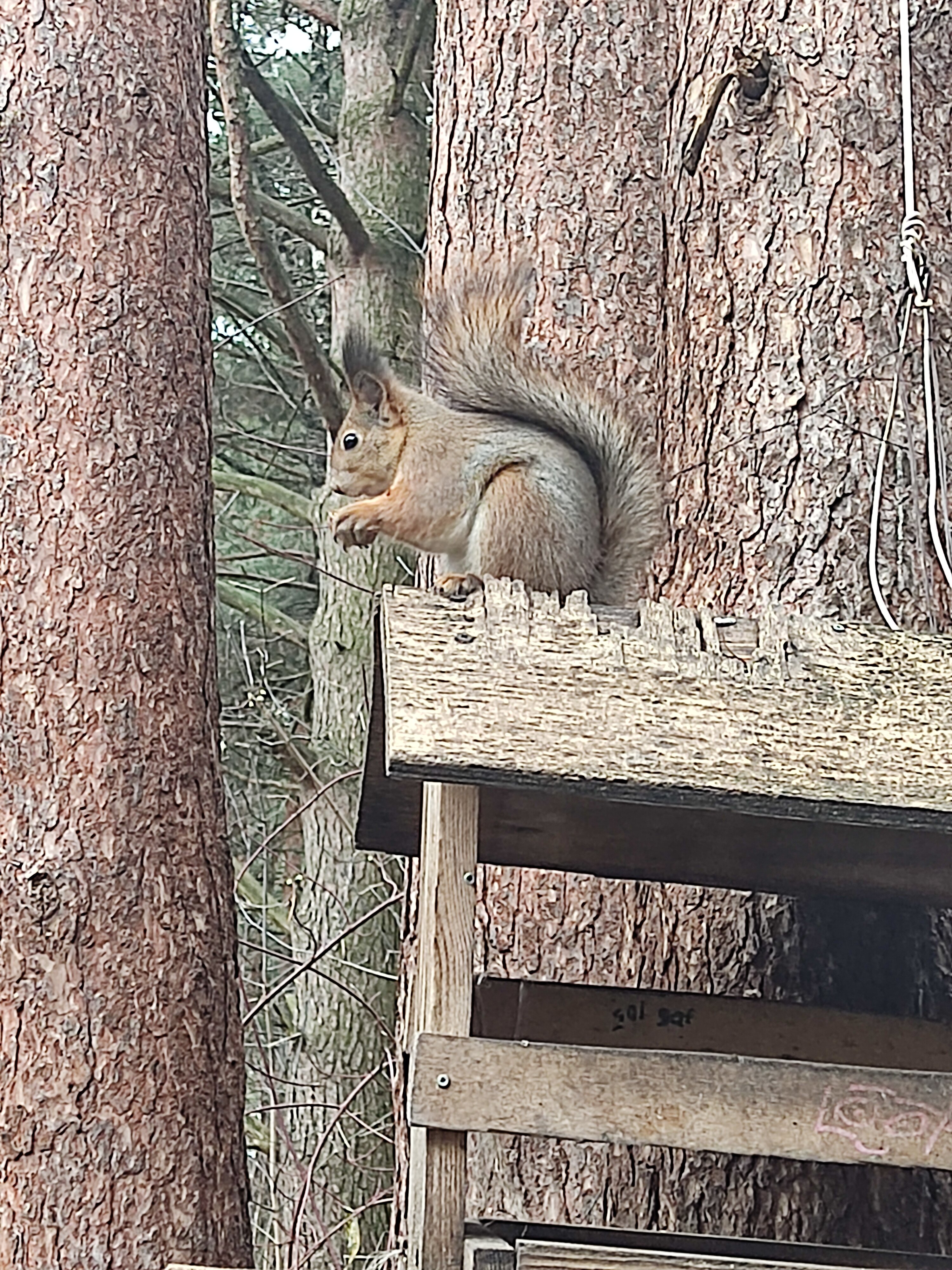 Фото Бобачёвская роща