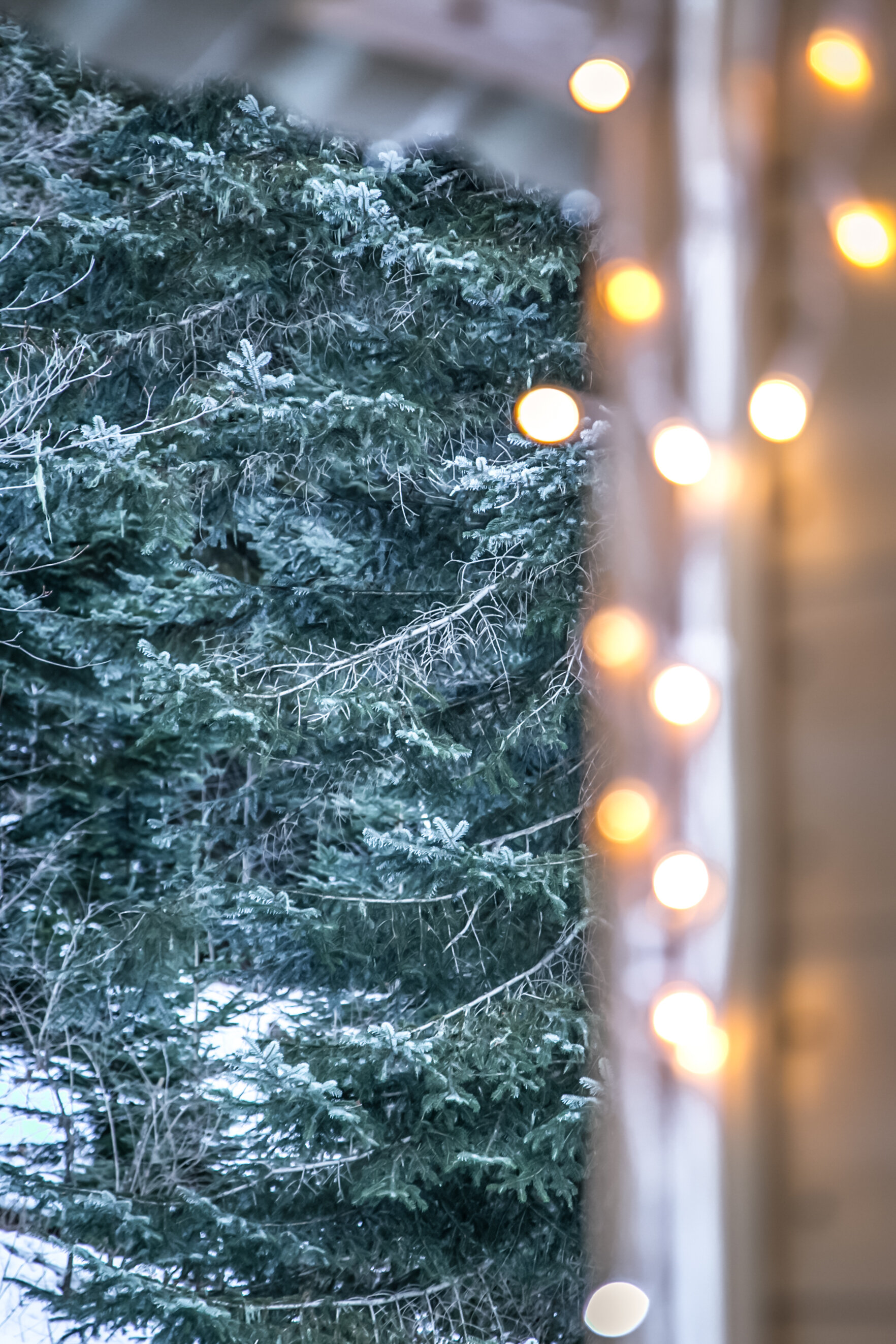 Фото Дикая Лошадь