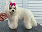 Zoomagazin Gav-Myau (ulitsa Gagarina, 36А), pet salon