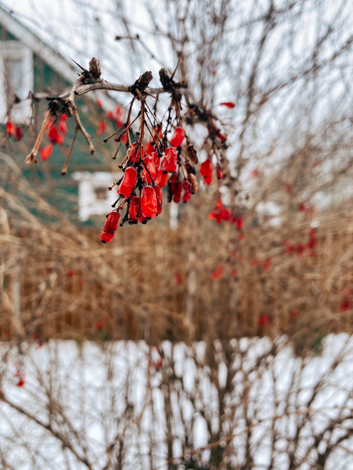 Фото Shagal Chalet