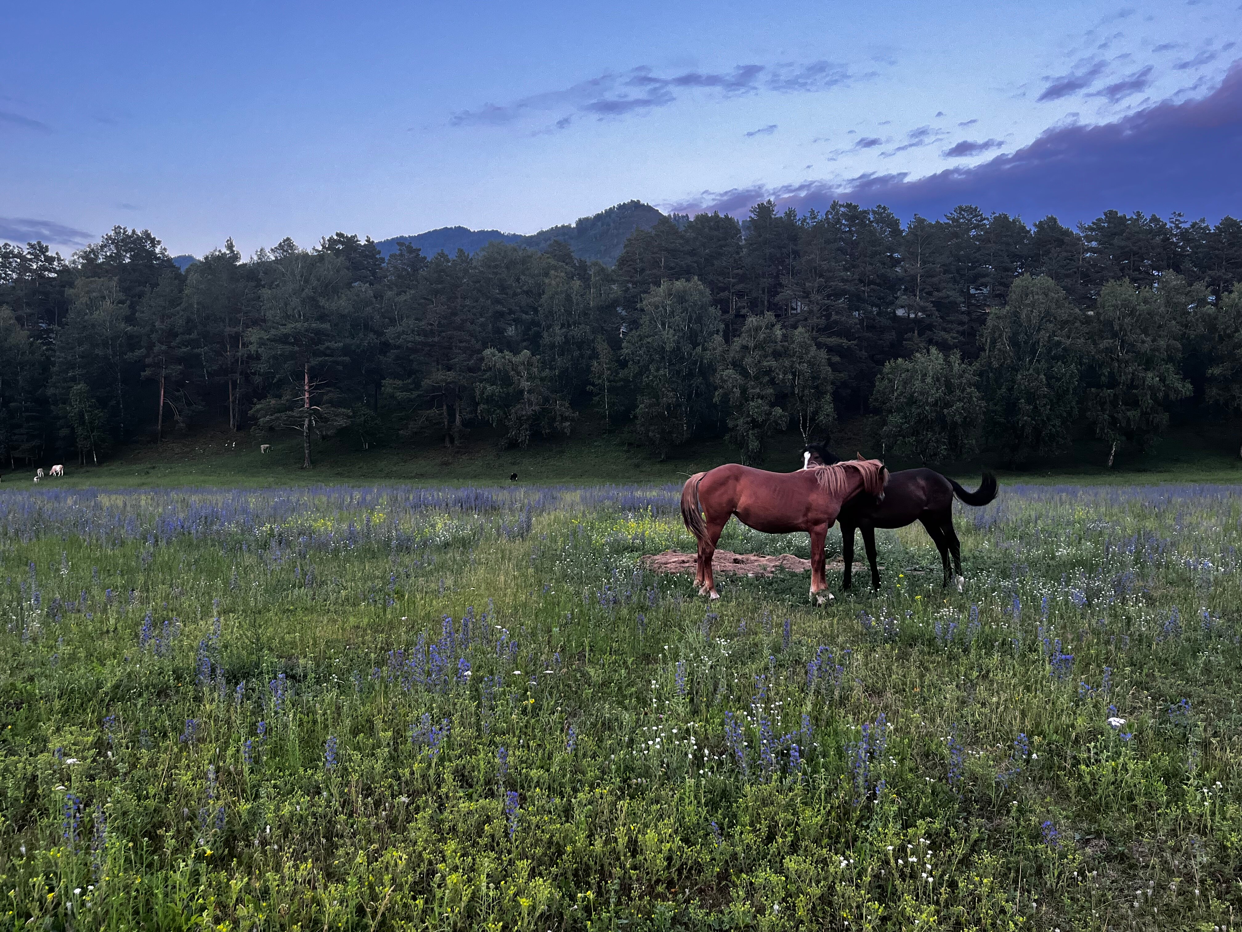 Фото Чемальский каньон