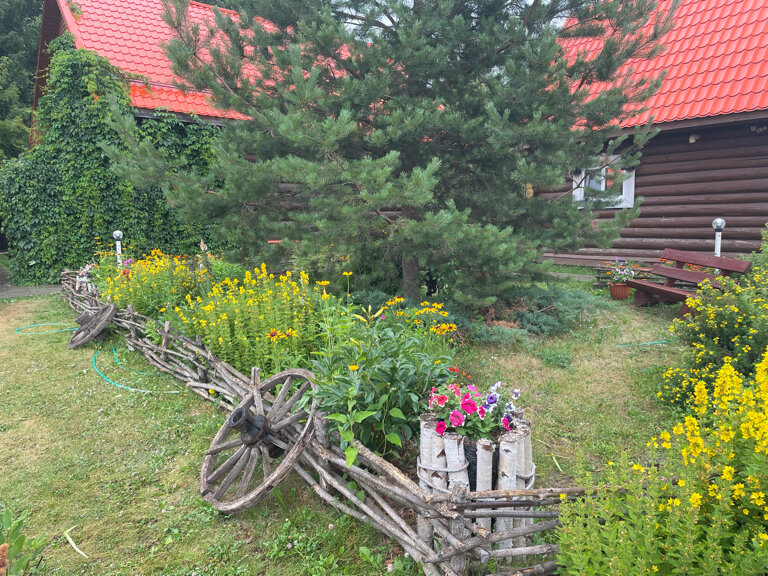 Фото Подсолнух