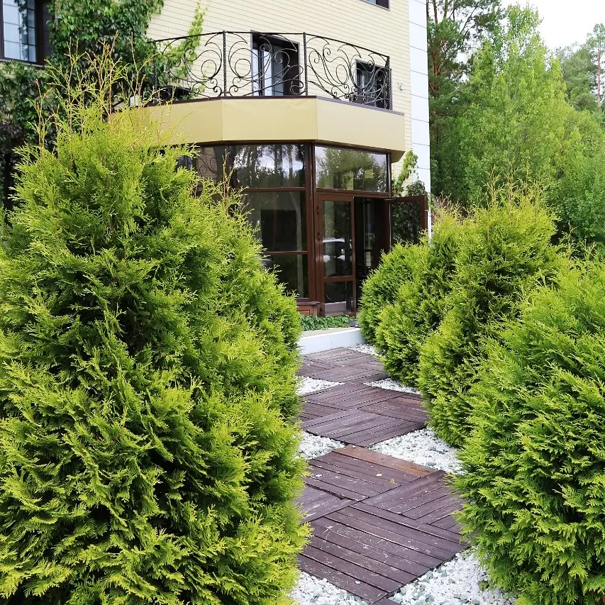 Фото Лесная