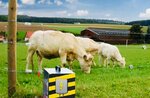 Electric Shepherd Uncle Current (Osoaviakhimovskaya ulitsa, 219А), pet products wholesale