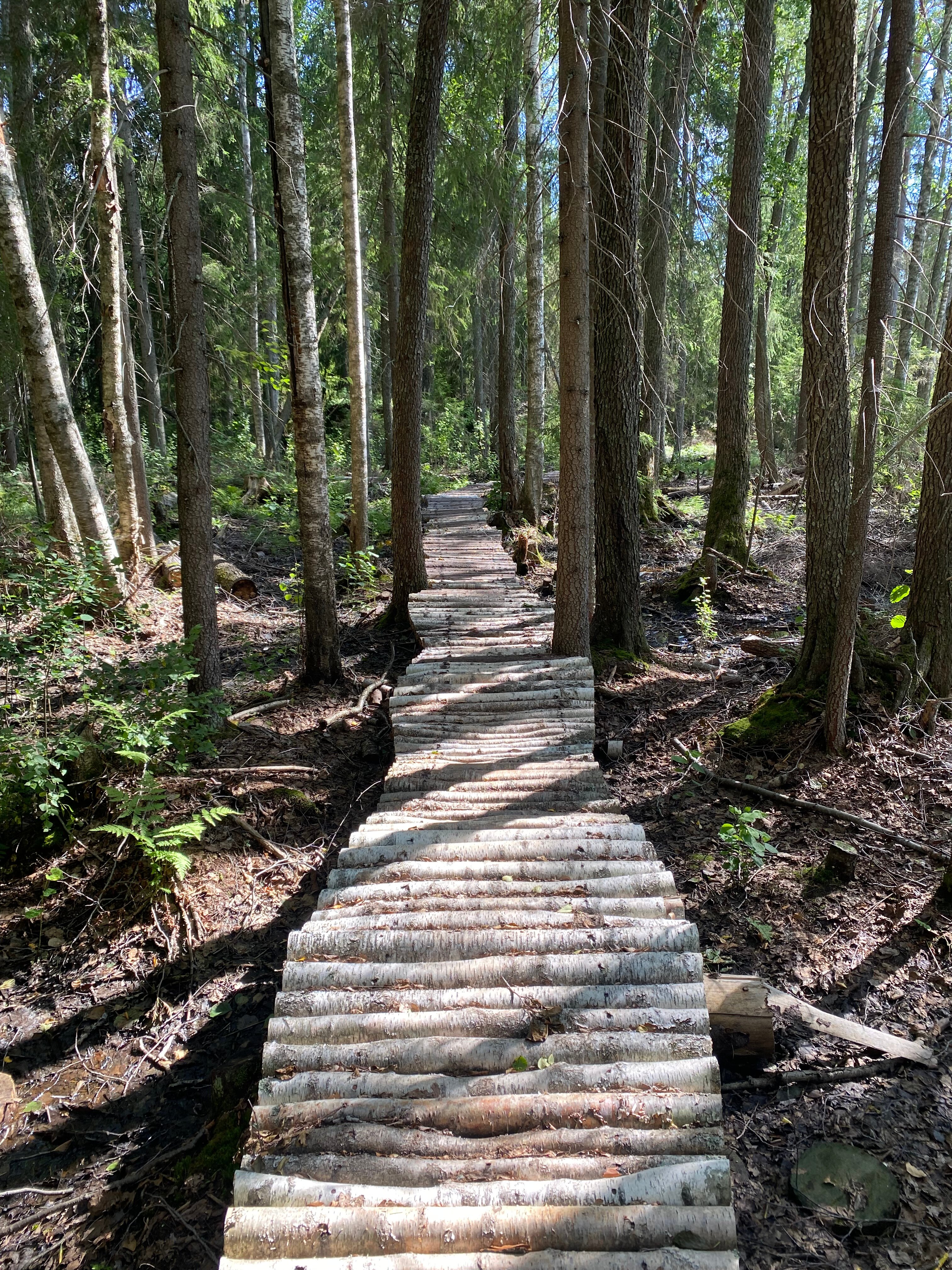 Фото Лесная сказка