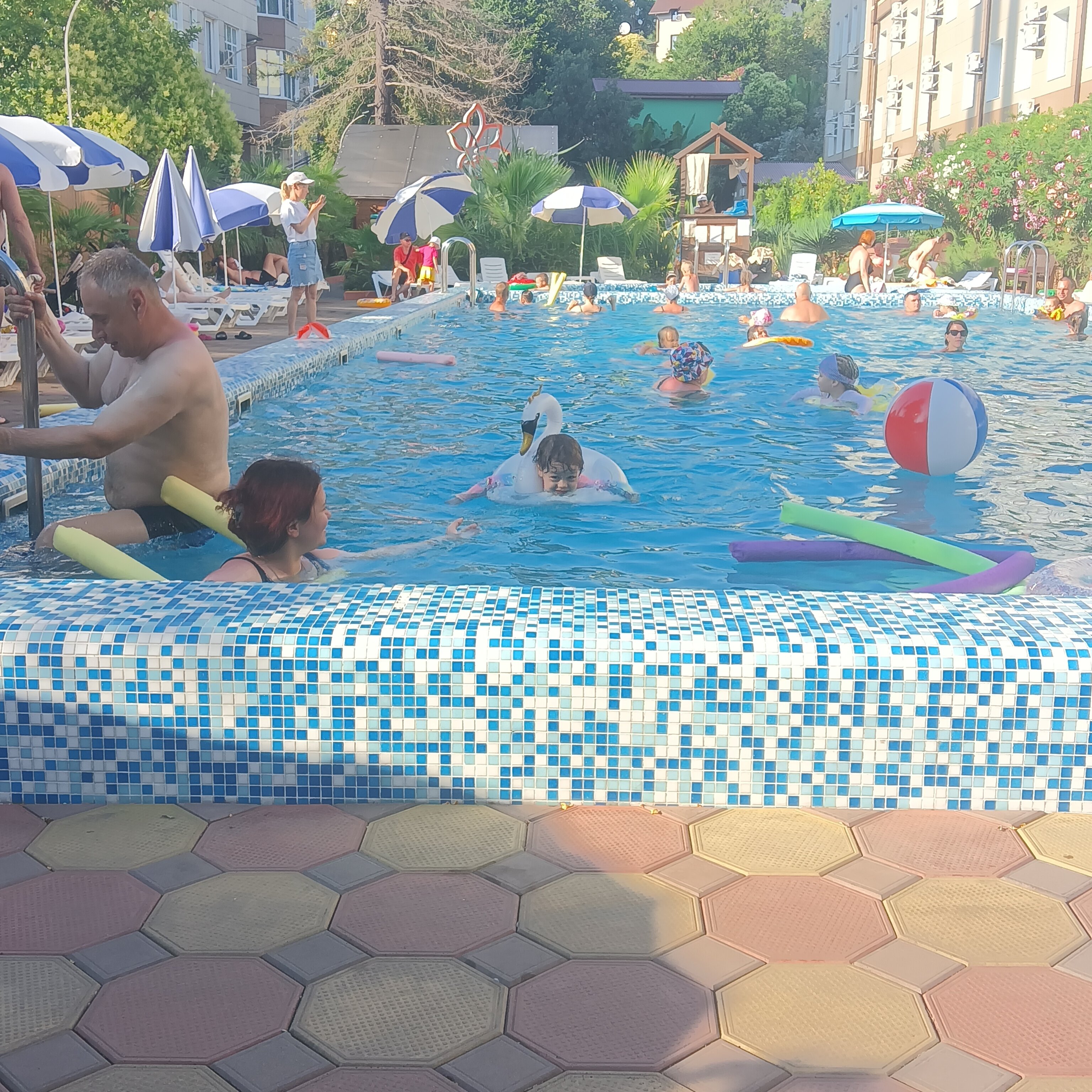 Фото Азалия