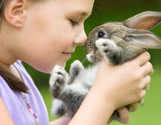 Veterinary clinic Pets Haven, Dubai, photo