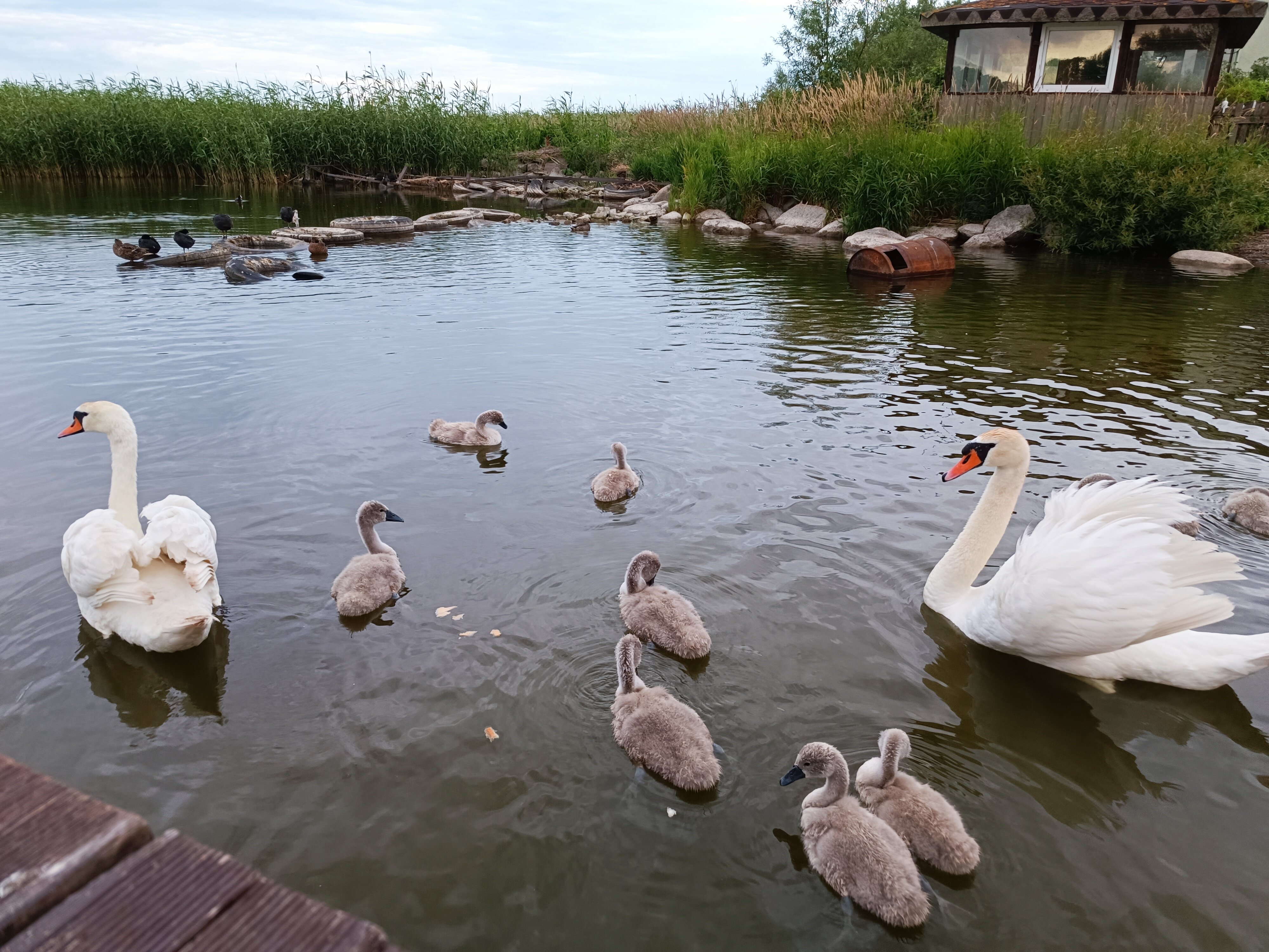 Фото Элиза Заркау