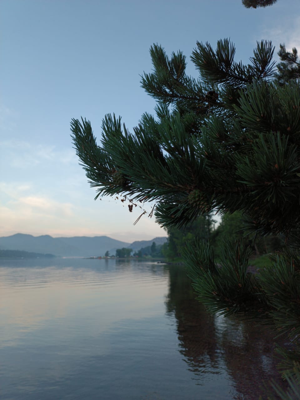 Фото Телецкое золотое