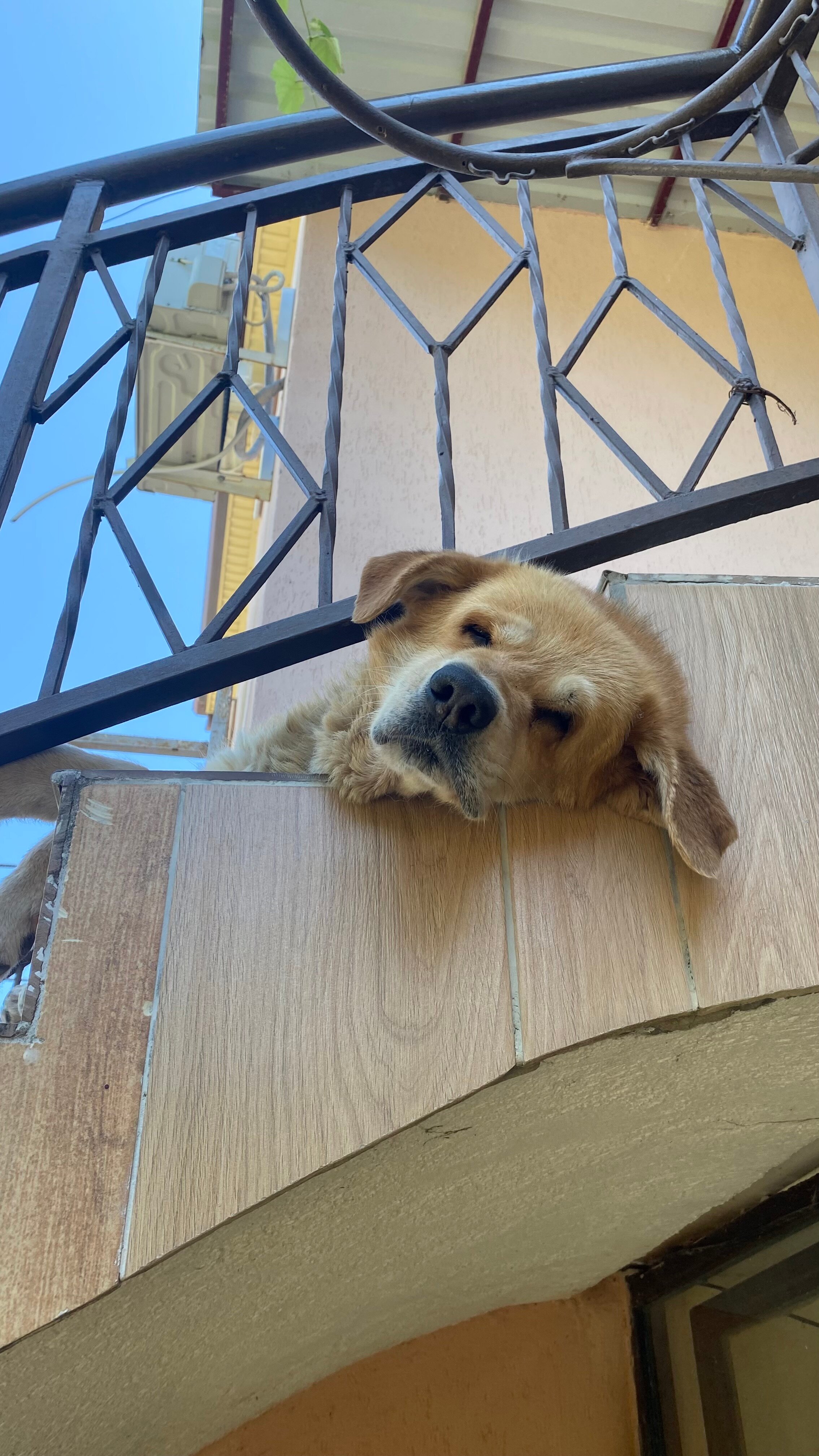 Фото Сосновка