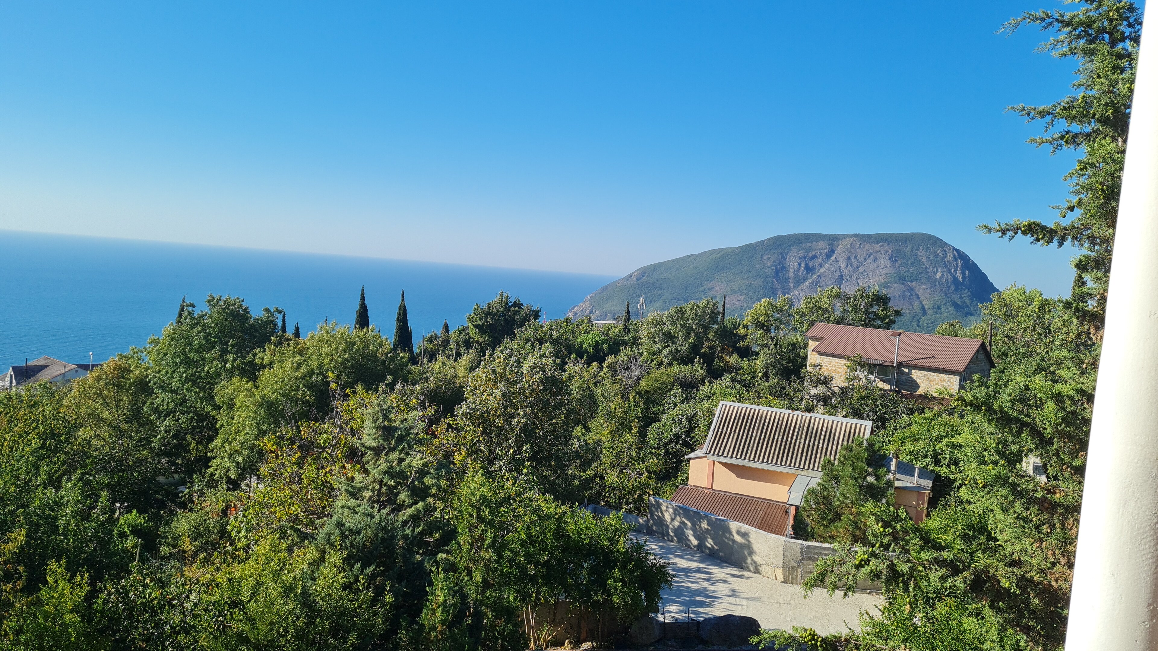 Фото Кипарис