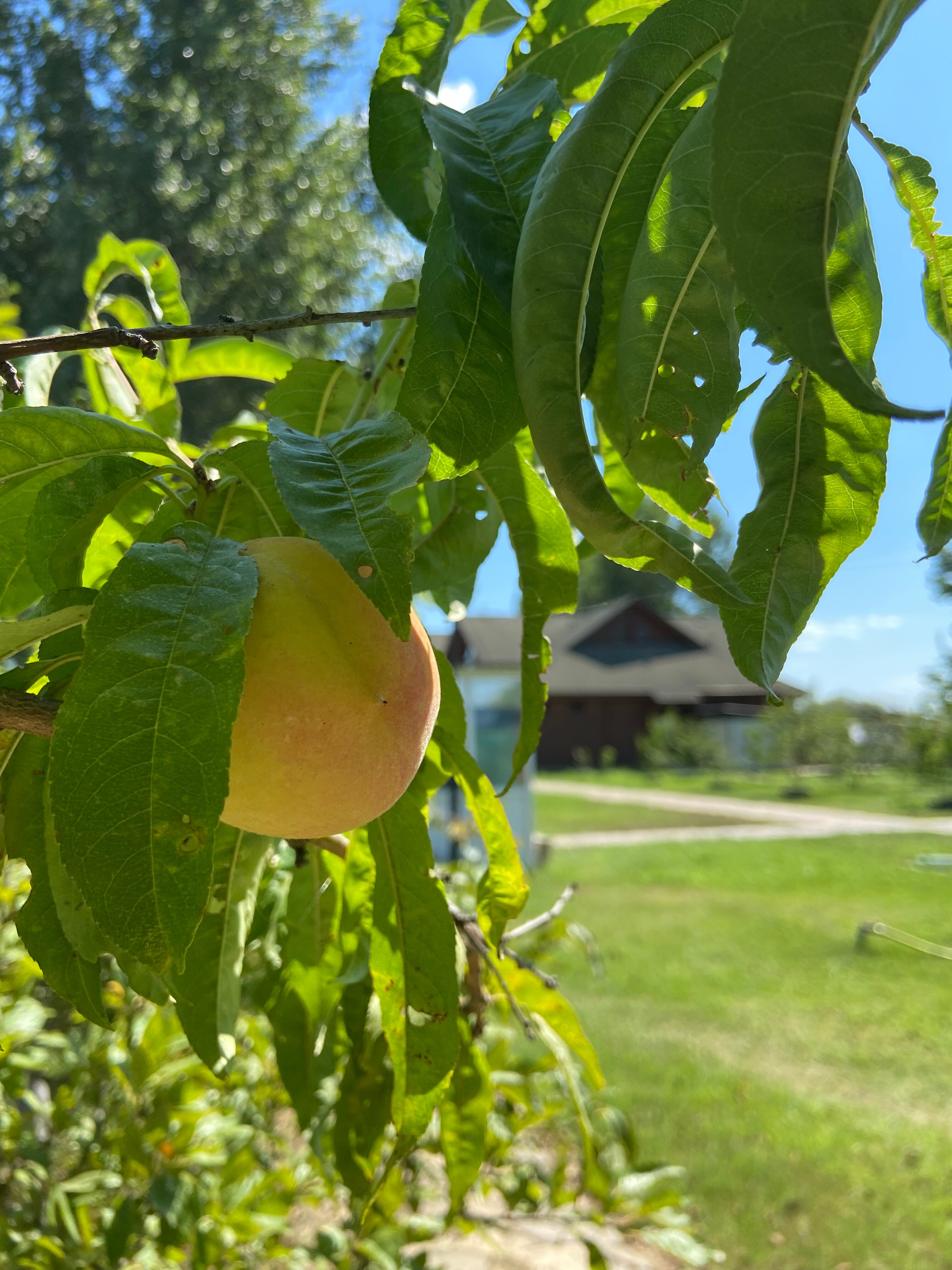 Фото Фортуна