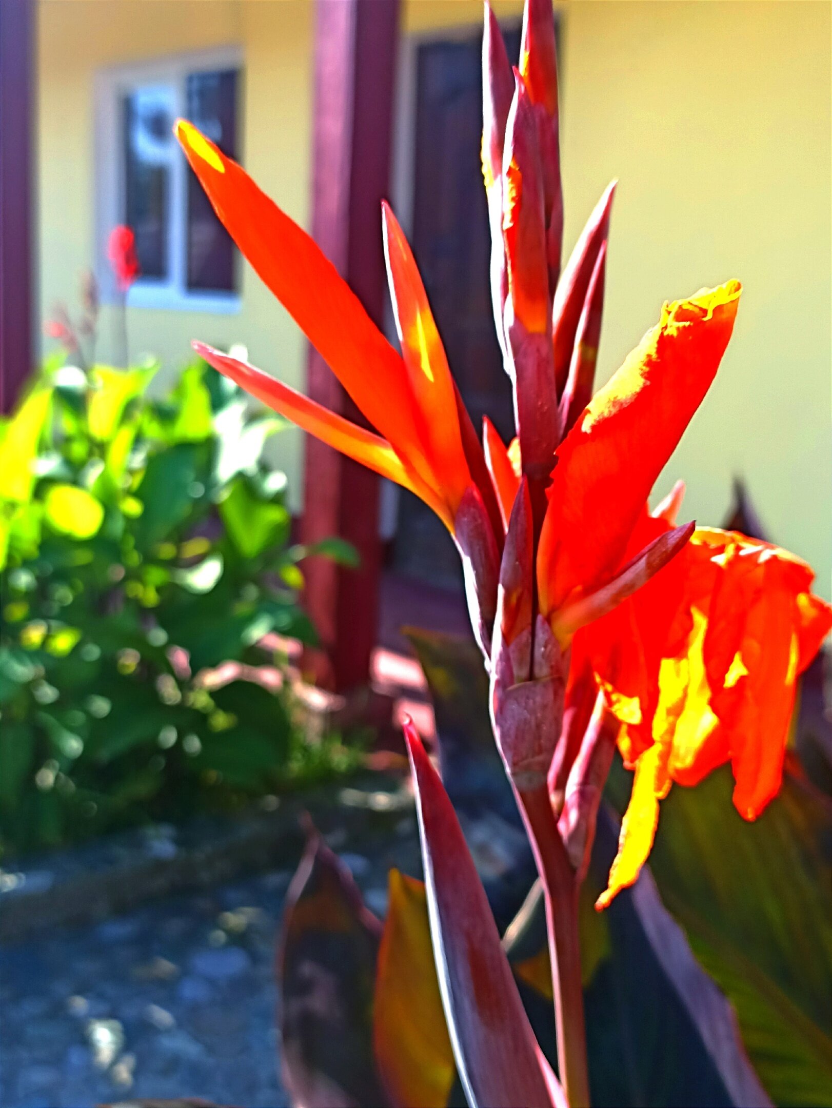 Фото Абхазский дворик