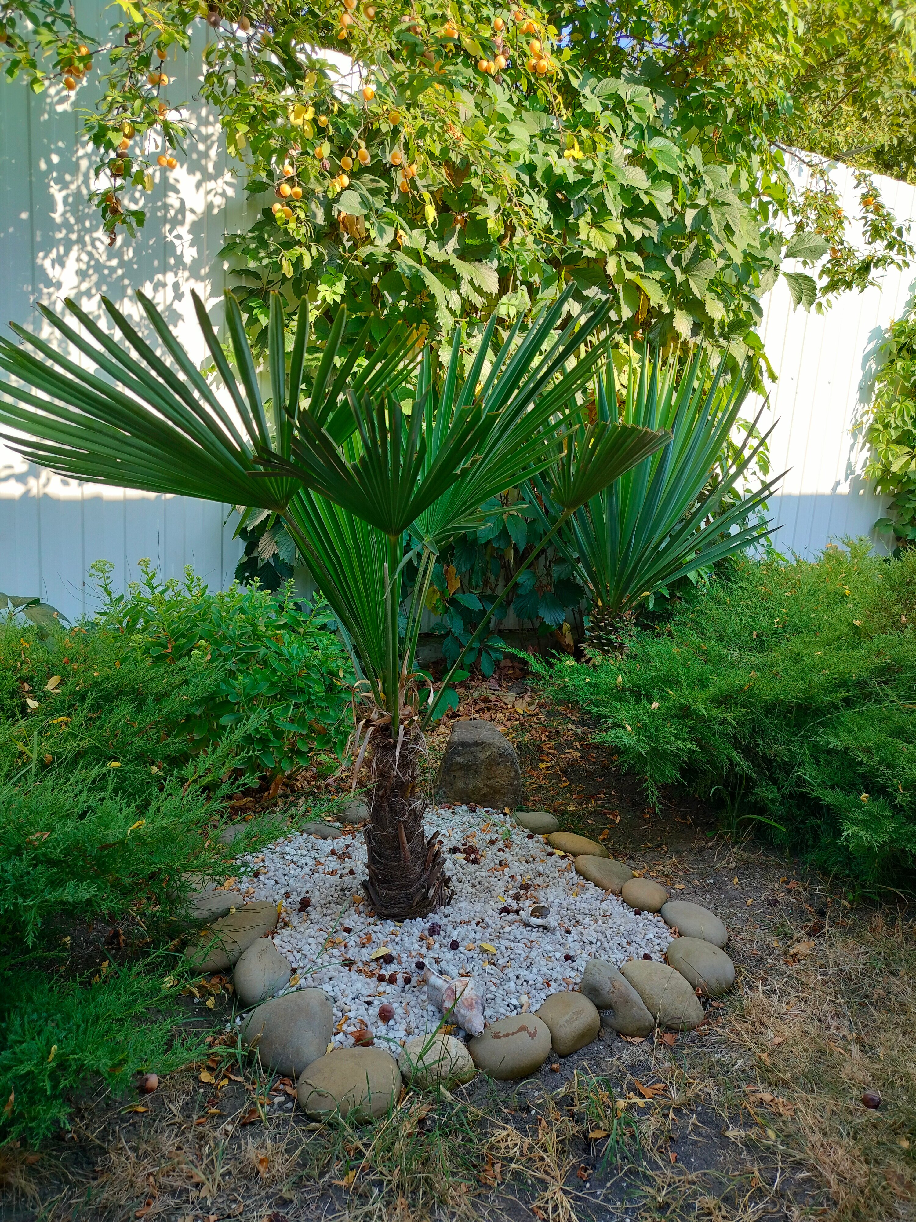 Фото Кофейное дерево