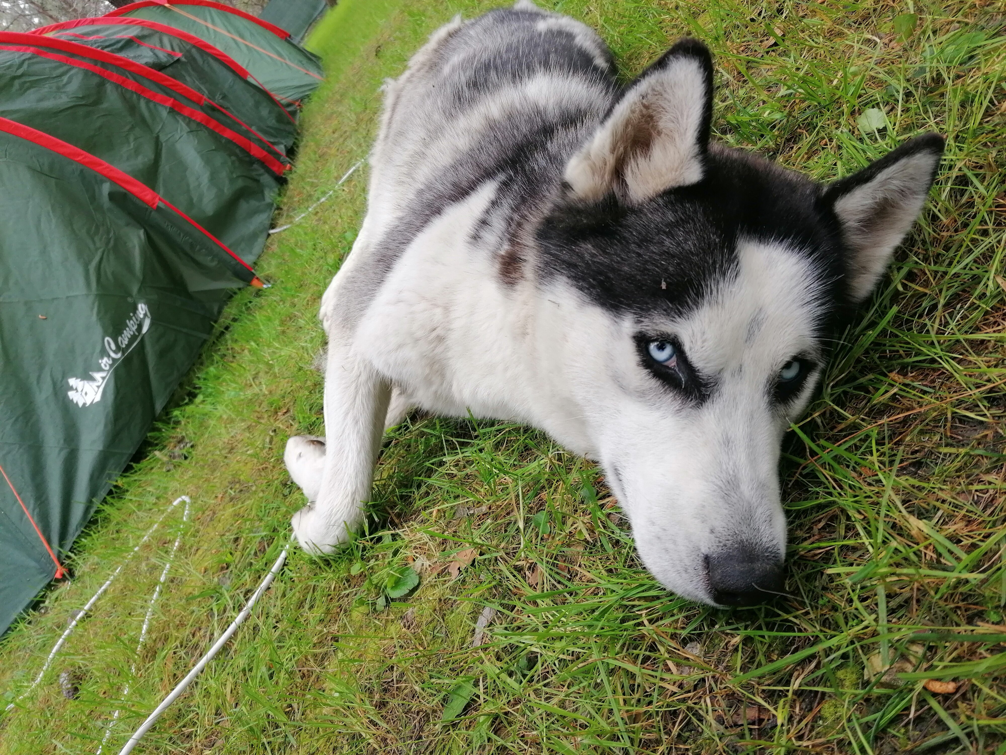Фото Под соснами