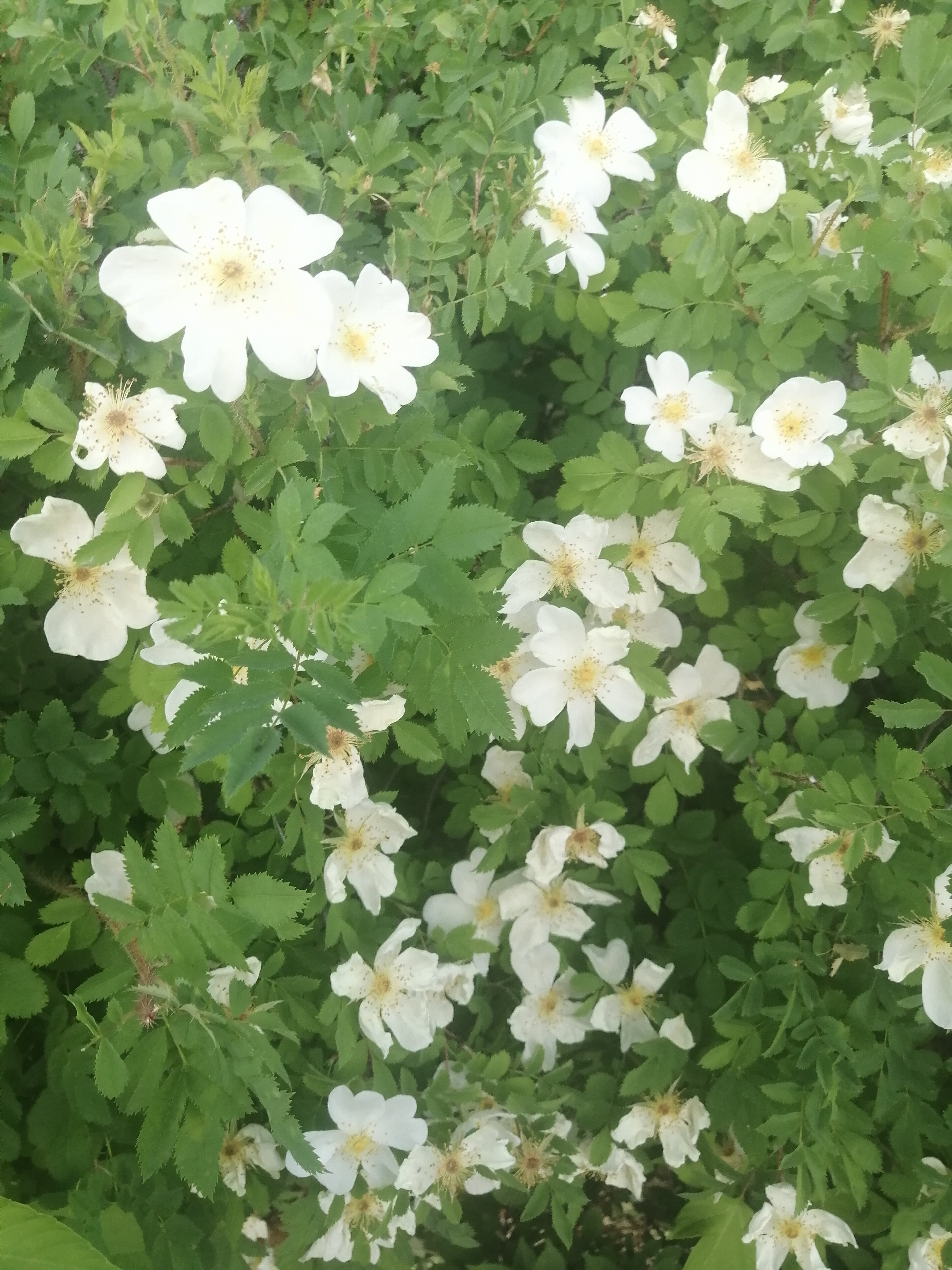 Фото Лукоморье