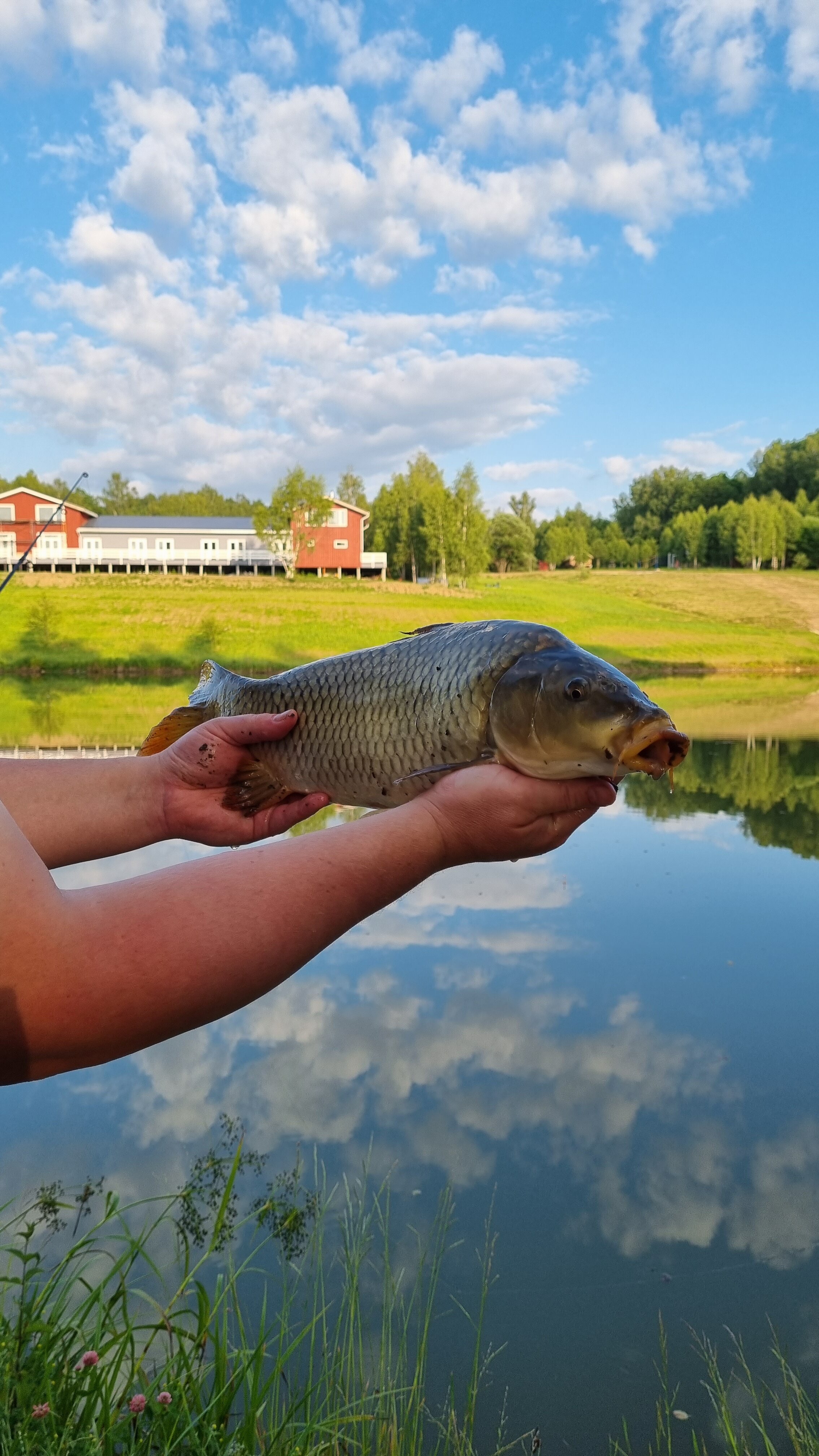 Фото Малина