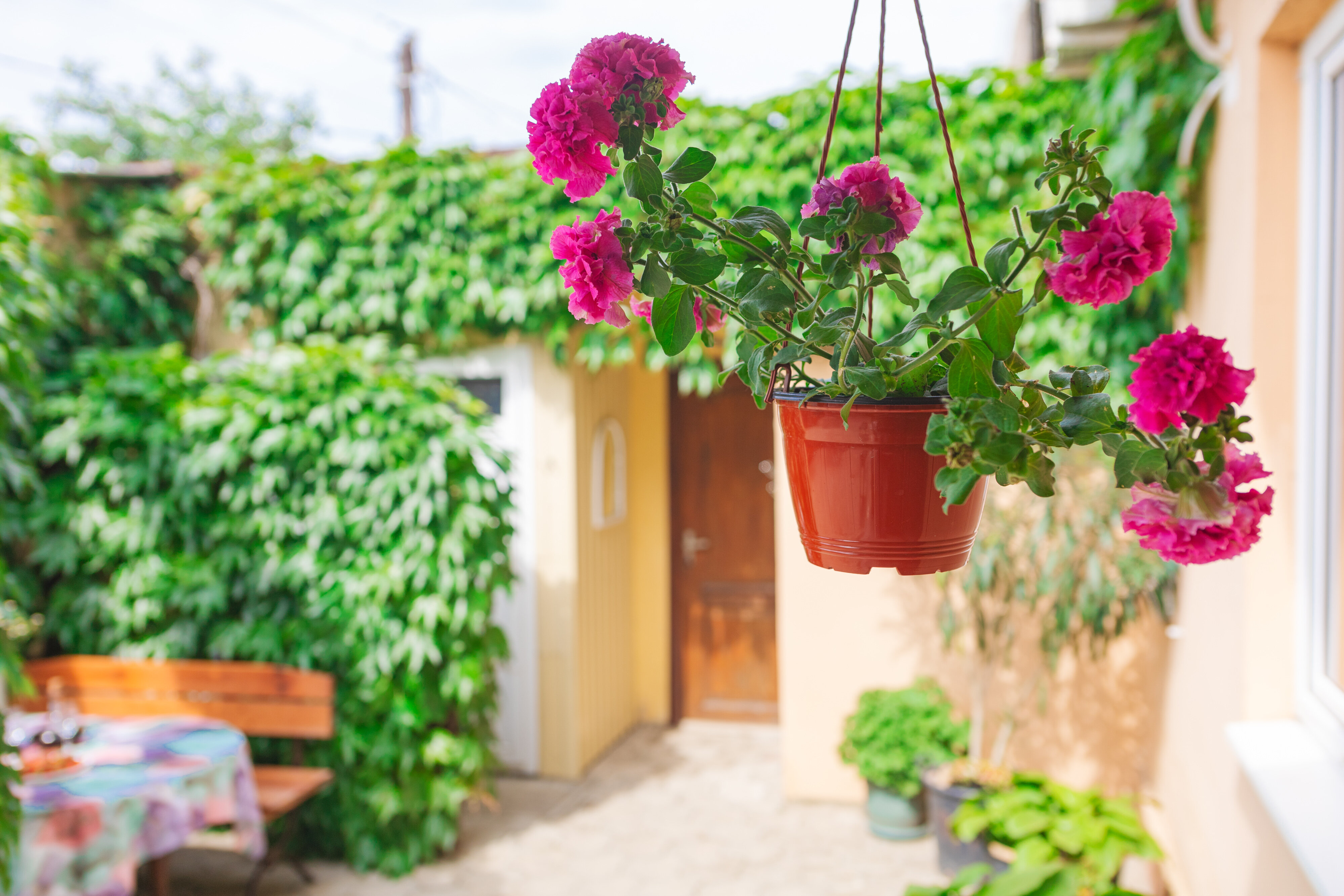 Фото Черномор