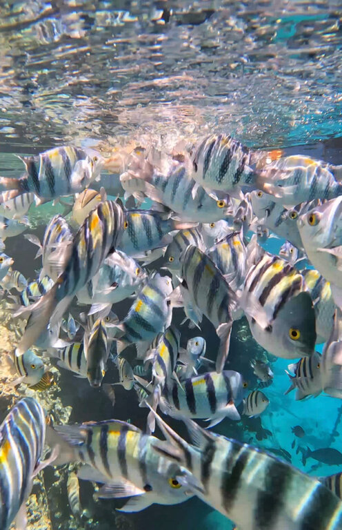 Фото Sierra Sharm El Sheikh