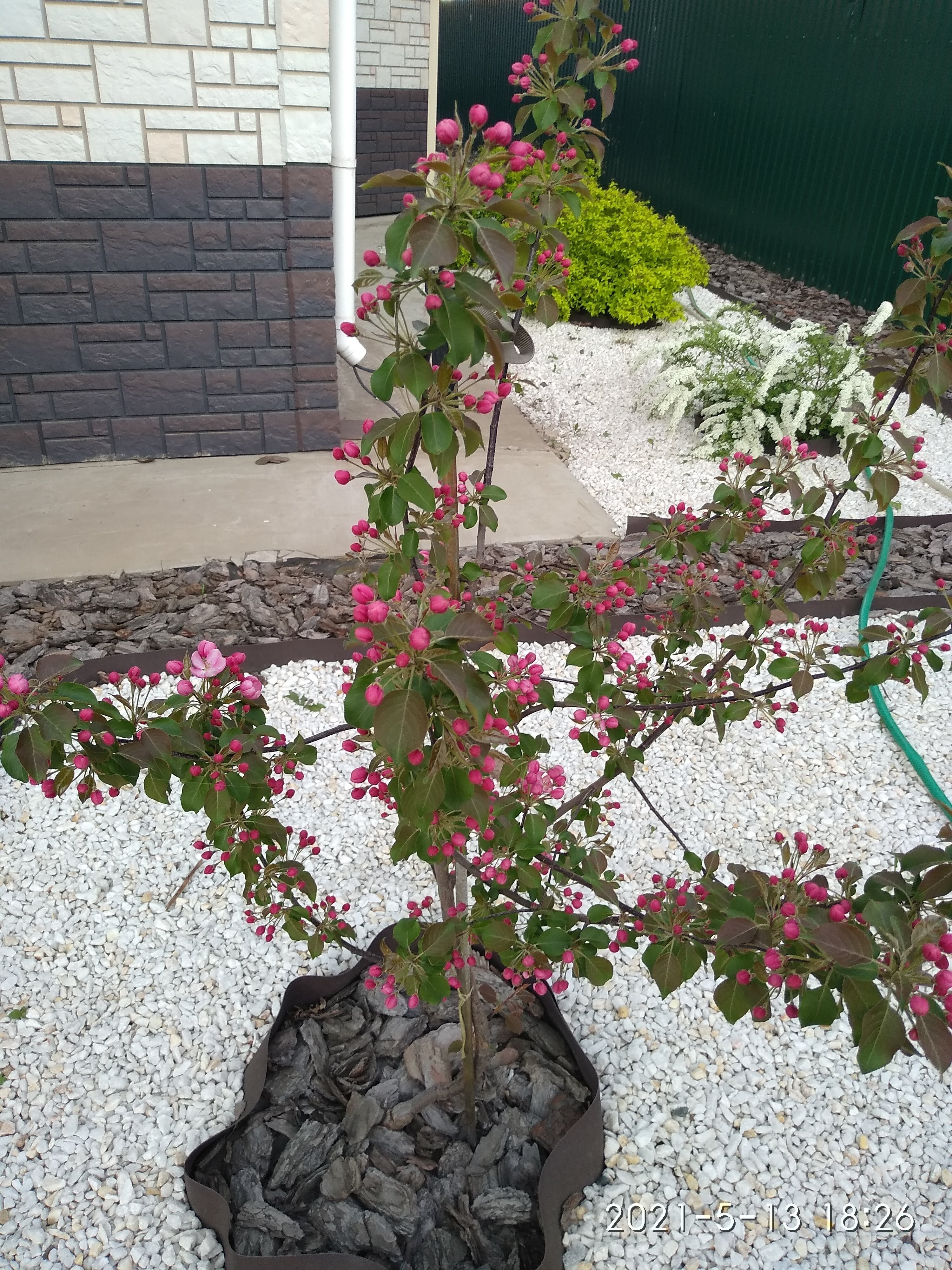 Фото Эдельвейс