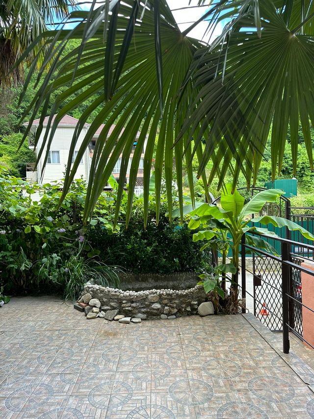 Фото Пальма