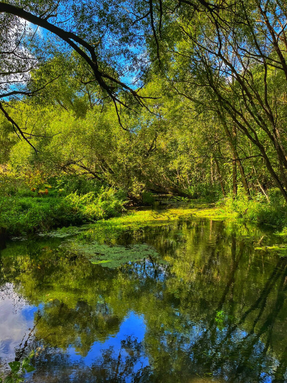 Spring, stream Гремячий родник, Ryazan Oblast, photo