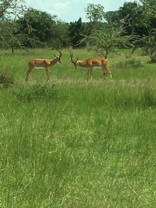 Гостиница Kigali Marriott Hotel